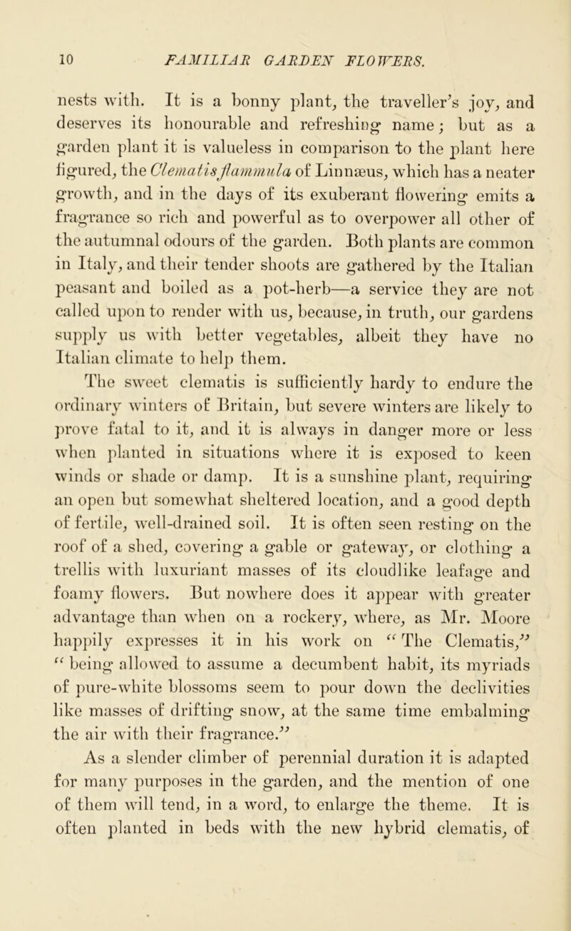 nests with. It is a bonny plant, the traveller’s joy, and deserves its honourable and refreshing* name; but as a g*arden plant it is valueless in comparison to the plant here hg*ured, the Clematisflammula of Linnaeus, which has a neater growth, and in the days of its exuberant flowering emits a fragrance so rich and powerful as to overpower all other of the autumnal odours of the garden. Both plants are common in Italy, and their tender shoots are gathered by the Italian peasant and boiled as a pot-herb—a service they are not called upon to render with us, because, in truth, our gardens supply us with better vegetables, albeit they have no Italian climate to hel|i them. The sweet clematis is sufficiently hardy to endure the ordinary winters of Britain, but severe winters are likely to prove fatal to it, and it is always in danger more or less when planted in situations where it is exposed to keen winds or shade or damp. It is a sunshine plant, requiring an open but somewhat sheltered location, and a good depth of fertile, well-drained soil. It is often seen resting on the roof of a shed, covering a gable or gateway, or clothing a trellis with luxuriant masses of its cloudlike leafage and foamy flowers. But nowhere does it appear with greater advantage than when on a rockery, where, as Mr. Moore happily expresses it in his work on “ The Clematis/'’ “ being allowed to assume a decumbent habit, its myriads of pure-white blossoms seem to pour down the declivities like masses of drifting snow, at the same time embalming the air with their fragrance.” As a slender climber of perennial duration it is adapted for many purposes in the garden, and the mention of one of them will tend, in a word, to enlarge the theme. It is often planted in beds with the new hybrid clematis, of