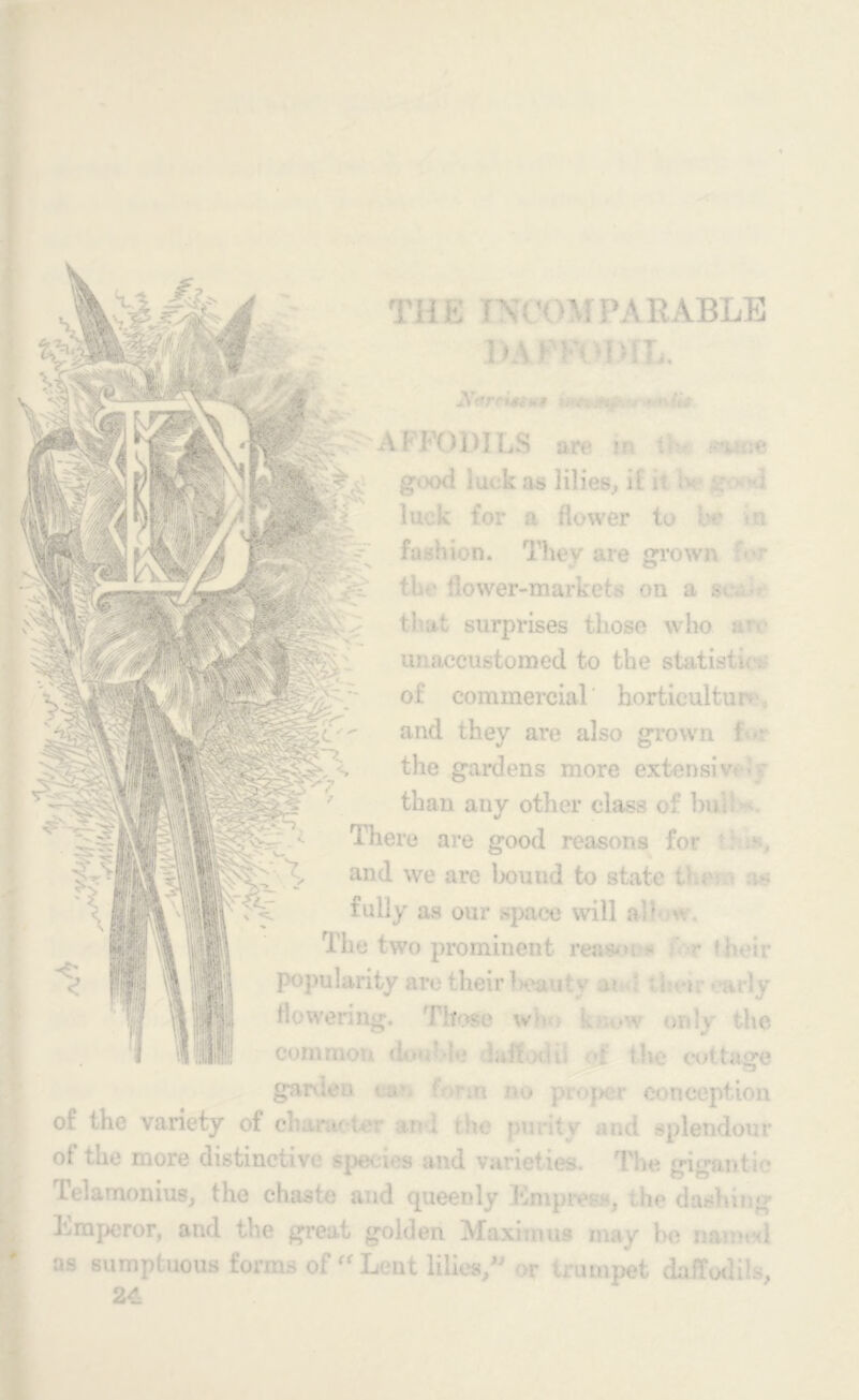 JXareiMtft ■ (it AJ F( Hi) LS are •• . g- >od • u k as lilies, it . luck for a flower to i- m fashion. They are grown tl ■ flower-markets on a that surprises those who ; unaccustomed to the statistu. of commercial horticulture and they are also grown t • • the gardens more extensive than any other class of bm There are good reasons for and we are hound to state 0 ; fully as our space will a •1 v.. The two prominent reas*^ > ••• fh«’ir P°pularity are their 1 >eaut** n ,•!v llewenng. Those who -nly tl : common <h-, •!«» iaifodti >: the cottage garden t , ■ .u no p • per conception of the variety of diameter- ,tt* i the pnety and splendour of the more distinctive species and varieties. The gigantic Telamonius, the chaste and queenly Mmpiv:-.^ the dasV?inw Emperor, and the great golden Maximus may ho nauM-.l as sumptuous forms offf Lent lilies/' or trumpet daffodils, 24