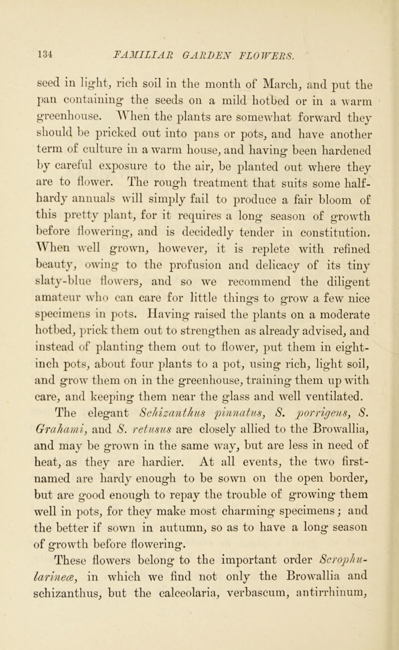 seed in light, rich soil in the month of March, and put the pan containing the seeds on a mild hotbed or in a warm greenhouse. A\ hen the plants are somewhat forward they should be pricked out into pans or pots, and have another term of culture in a warm house, and having been hardened by careful exj)osure to the air, be planted out where they are to flower. The rough treatment that suits some half- hardy annuals will simply fail to produce a fair bloom of this pretty plant, for it requires a long season of growth before flowering, and is decidedly tender in constitution. When well grown, however, it is replete with refined beauty, owing to the profusion and delicacy of its tiny slaty-blue flowers, and so we recommend the diligent amateur who can care for little things to grow a few nice specimens in pots. Having raised the plants on a moderate hotbed, prick them out to strengthen as already advised, and instead of planting them out to flower, put them in eight- inch pots, about four plants to a pot, using rich, light soil, and grow them on in the greenhouse, training them up with care, and keeping them near the glass and well ventilated. The elegant Schizanthus pinnatus, S. porrigens, S. Grahami, and S. retusus are closely allied to the Browallia, and may be grown in the same way, but are less in need of heat, as they are hardier. At all events, the two first- named are hardy enough to be sown on the open border, but are good enough to repay the trouble of growing them well in pots, for they make most charming specimens; and the better if sown in autumn, so as to have a long season of growth before flowering. These flowers belong to the important order Scrophu- larinecB, in which we find not only the Browallia and schizanthus, but the calceolaria, verbascum, antirrhinum,