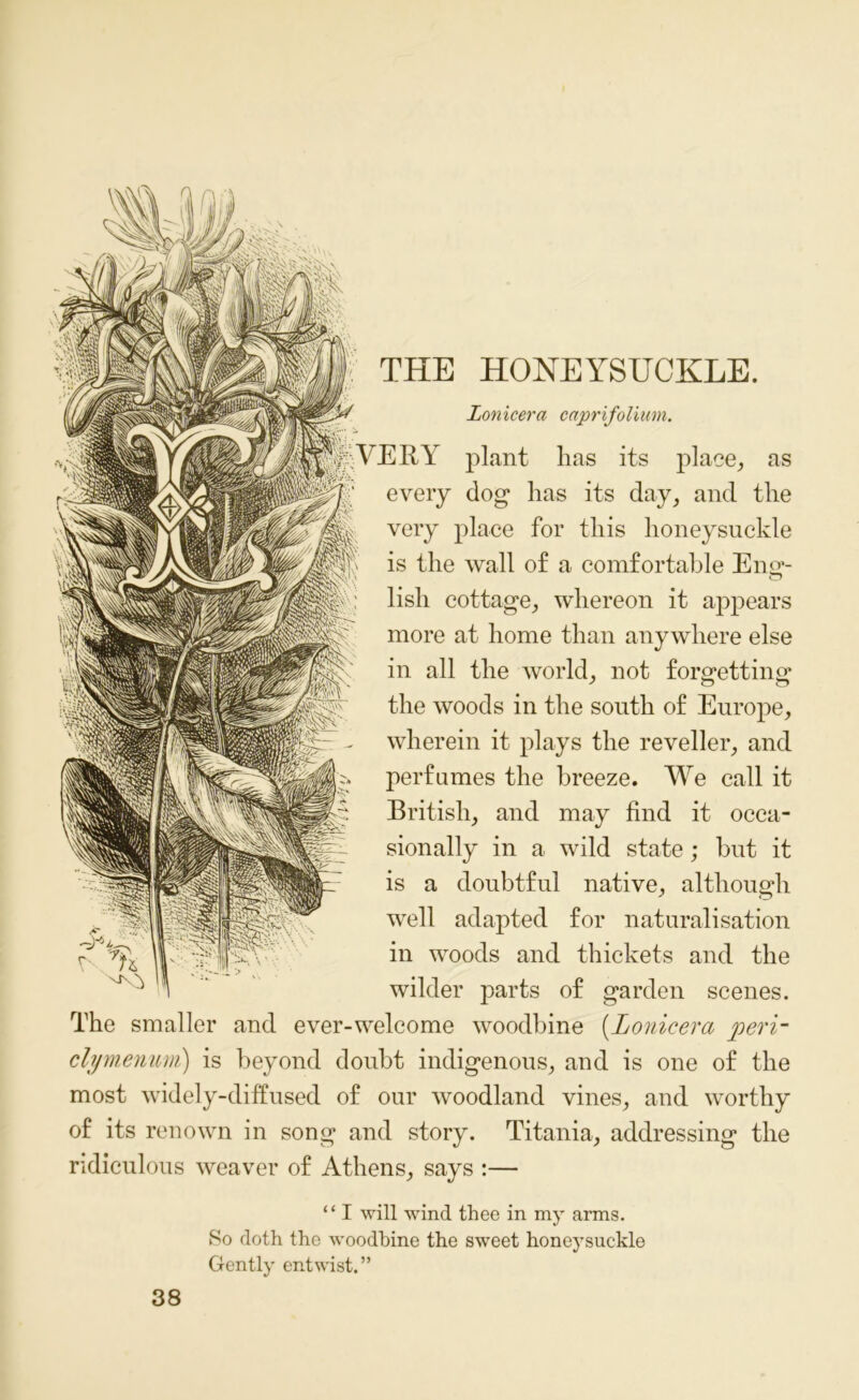 Lonxcera caprifolium. VERY plant has its place, as every dog has its day, and the very place for this honeysuckle is the wall of a comfortable Eim- lish cottage, whereon it appears more at home than anywhere else in all the world, not forgetting the woods in the south of Europe, wherein it plays the reveller, and perfumes the breeze. We call it British, and may find it occa- sionally in a wild state; but it is a doubtful native, although well adapted for naturalisation in woods and thickets and the wilder parts of garden scenes. The smaller and ever-welcome woodbine (Lonicera peri- clymenurri) is beyond doubt indigenous, and is one of the most widely-diffused of our woodland vines, and worthy of its renown in song and story. Titania, addressing the ridiculous weaver of Athens, says :— ‘ ‘ I will wind thee in my arms. So doth the woodbine the sweet honeysuckle Gently entwist.” 38