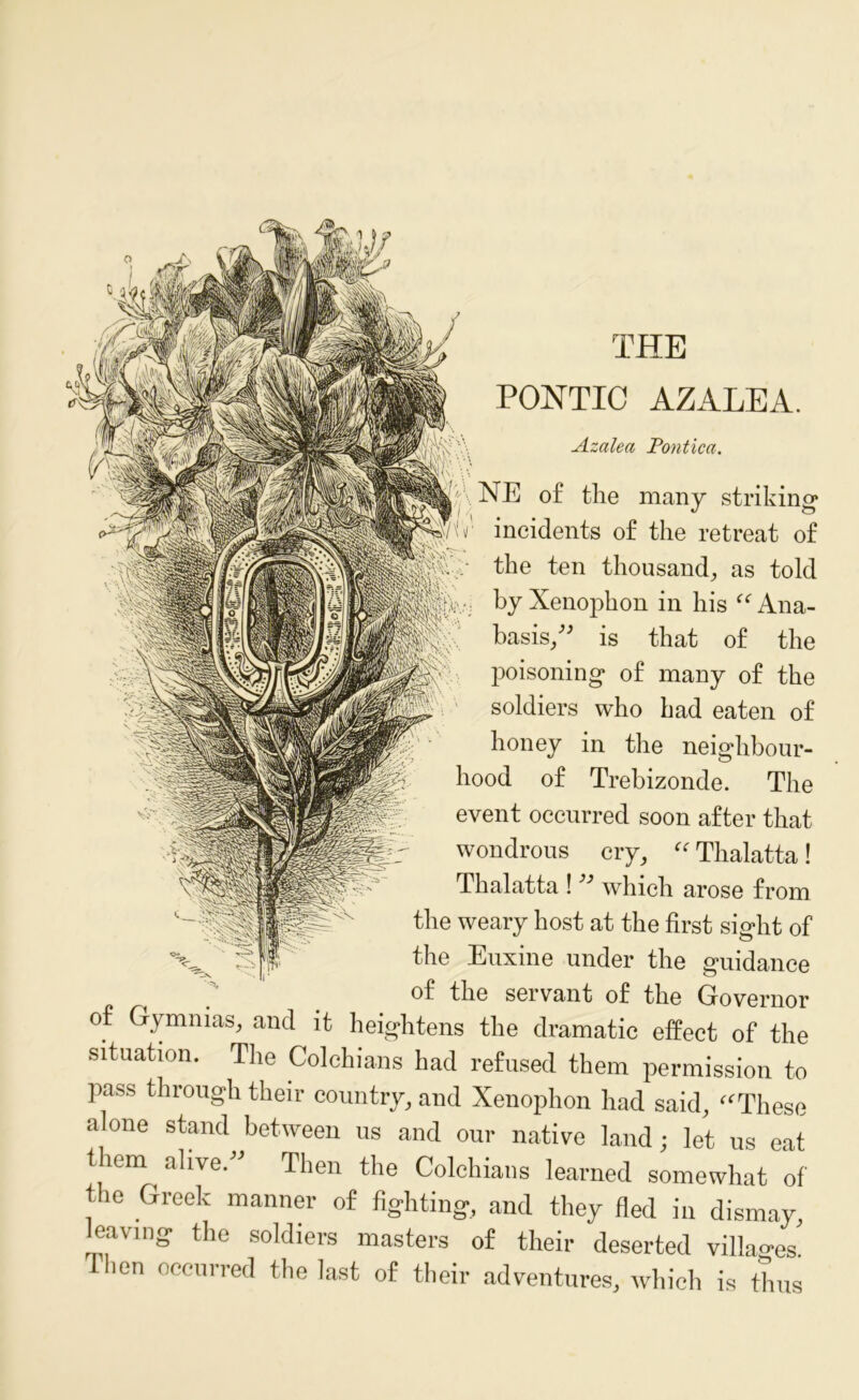 THE PONTIC AZALEA. ' NE of the many striking r incidents of the retreat of - the ten thousand, as told by Xenophon in his “ Ana- basis,” is that of the poisoning of many of the soldiers who had eaten of honey in the neighbour- hood of Trebizonde. The event occurred soon after that wondrous cry, “ Thalatta! Thalatta ! ” which arose from the weary host at the first sight of the Euxine under the guidance of the servant of the Governor of Gymnias, and it heightens the dramatic effect of the situation. The Colchians had refused them permission to pass through their country, and Xenophon had said, ffThese alone stand between us and our native land; let us eat them alive/’ Then the Colchians learned somewhat of the Greek manner of fighting., and they fled in dismay, leaving the soldiers masters of their deserted villao-es llien occurred the last of their adventures, which is thus Azalea Pontica.