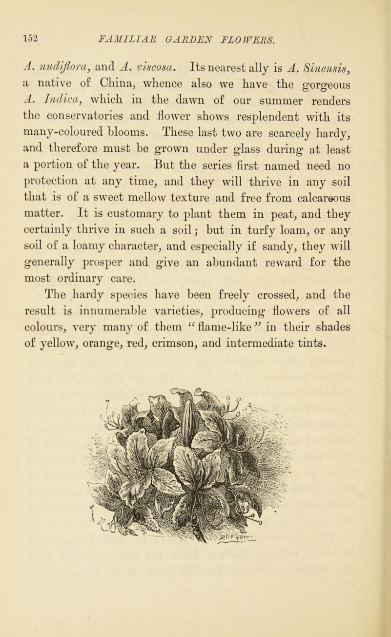 A. nudijiora, and A. viscosa. Its nearest ally is A. Sinensis, a native of China, whence also we have the srororeous A. Inclica, which in the dawn of our summer renders the conservatories and dower shows resplendent with its many-coloured blooms. These last two are scarcely hardy, and therefore must be grown under glass during at least a portion of the year. But the series drst named need no protection at any time, and they will thrive in any soil that is of a sweet mellow texture and free from calcareous matter. It is customary to plant them in peat, and they certainly thrive in such a soil; but in turfy loam, or any soil of a loamy character, and especially if sandy, they will generally prosper and give an abundant reward for the most ordinary care. The hardy species have been freely crossed, and the result is innumerable varieties, producing dowers of all colours, very many of them “ dame-like 33 in their shades of yellow, orange, red, crimson, and intermediate tints.