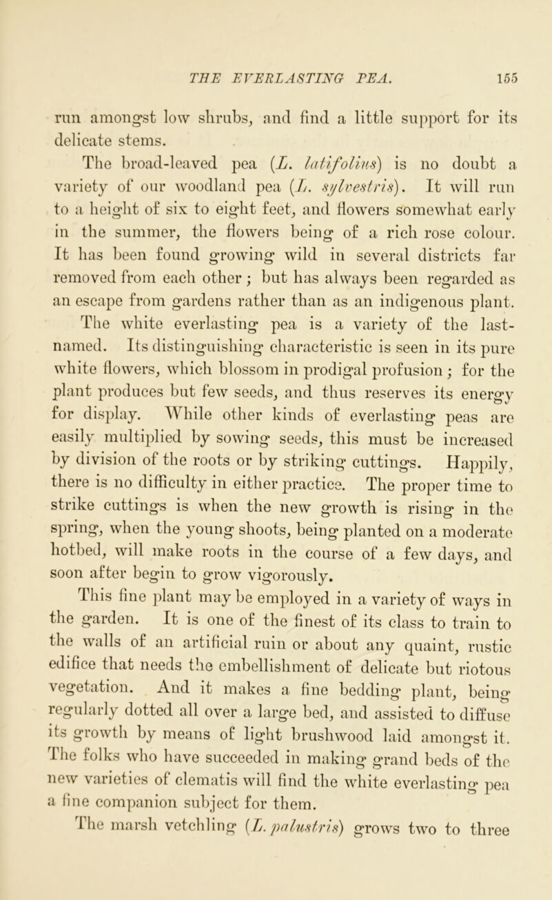 run amongst low shrubs, and find a little support for its delicate stems. The broad-leaved pea (L. latifolius) is no doubt a variety of our woodland pea (//. s/jlvestris). It will run to a height of six to eight feet, and flowers somewhat early in the summer, the flowers being of a rich rose colour. It has been found growing wild in several districts far removed from each other ; but has always been regarded as an escape from gardens rather than as an indigenous plant. The white everlasting pea is a variety of the last- named. Its distinguishing characteristic is seen in its pure white flowers, which blossom in prodigal profusion ; for the plant produces but few seeds, and thus reserves its energy for display. While other kinds of everlasting peas are easily multiplied by sowing seeds, this must be increased by division of the roots or by striking cuttings. Happily, there is no difficulty in either practice. The proper time to strike cuttings is when the new growth is rising in the spring, when the young shoots, being planted on a moderate hotbed, will make roots in the course of a few days, and soon after begin to grow vigorously. This fine plant may be employed in a variety of ways in the garden. It is one of the finest of its class to train to the walls of an artificial ruin or about any quaint, rustic edifice that needs the embellishment of delicate but riotous vegetation. And it makes a fine bedding plant, being regularly dotted all over a large bed, and assisted to diffuse its growth by means of light brushwood laid amongst it. The folks who have succeeded in making grand beds of the new varieties of clematis will find the white everlasting pea a fine companion subject for them. The marsh vetchling [L. palustris) grows two to three