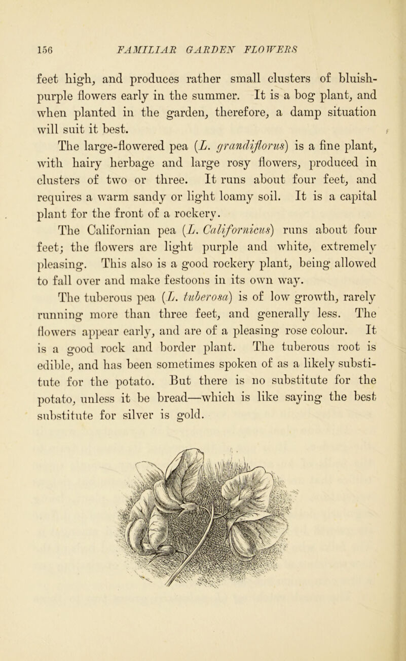 feet high, and produces rather small clusters of bluish- purple flowers early in the summer. It is a bog plant, and when planted in the garden, therefore, a damp situation will suit it best. The large-flowered pea [L. grandiflorus) is a fine plant, with hairy herbage and large rosy flowers, produced in clusters of two or three. It runs about four feet, and requires a warm sandy or light loamy soil. It is a capital plant for the front of a rockery. The Californian pea (L. Californicus) runs about four feet; the flowers are light purple and white, extremely pleasing. This also is a good rockery plant, being allowed to fall over and make festoons in its own way. The tuberous pea (L. tuberosa) is of low growth, rarely running more than three feet, and generally less. The flowers appear early, and are of a pleasing rose colour. It is a good rock and border plant. The tuberous root is edible, and has been sometimes spoken of as a likely substi- tute for the potato. But there is no substitute for the potato, unless it be bread—which is like saying the best substitute for silver is gold.