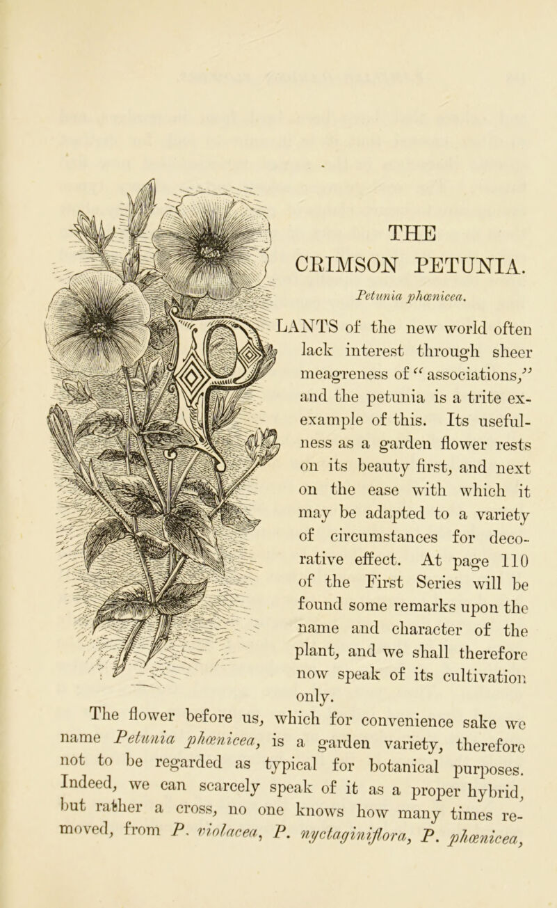 THE CRIMSON PETUNIA. Petunia phcenicea. LANTS of the new world often lack interest through sheer meagreness of “ associations/' and the petunia is a trite ex- example of this. Its useful- ness as a garden flower rests on its beauty first, and next on the ease with which it may be adapted to a variety of circumstances for deco- rative effect. At page 110 of the First Series will be found some remarks upon the name and character of the plant, and we shall therefore now speak of its cultivation only. The flower before us, which for convenience sake we name Petunia phcenicea, is a garden variety, therefore not to be regarded as typical for botanical purposes. Indeed, we can scarcely speak of it as a proper hybrid, tut rather a cross, no one knows how many times re- moved, from P. violacea, P. nyctaginiflora, P. phcenicea,