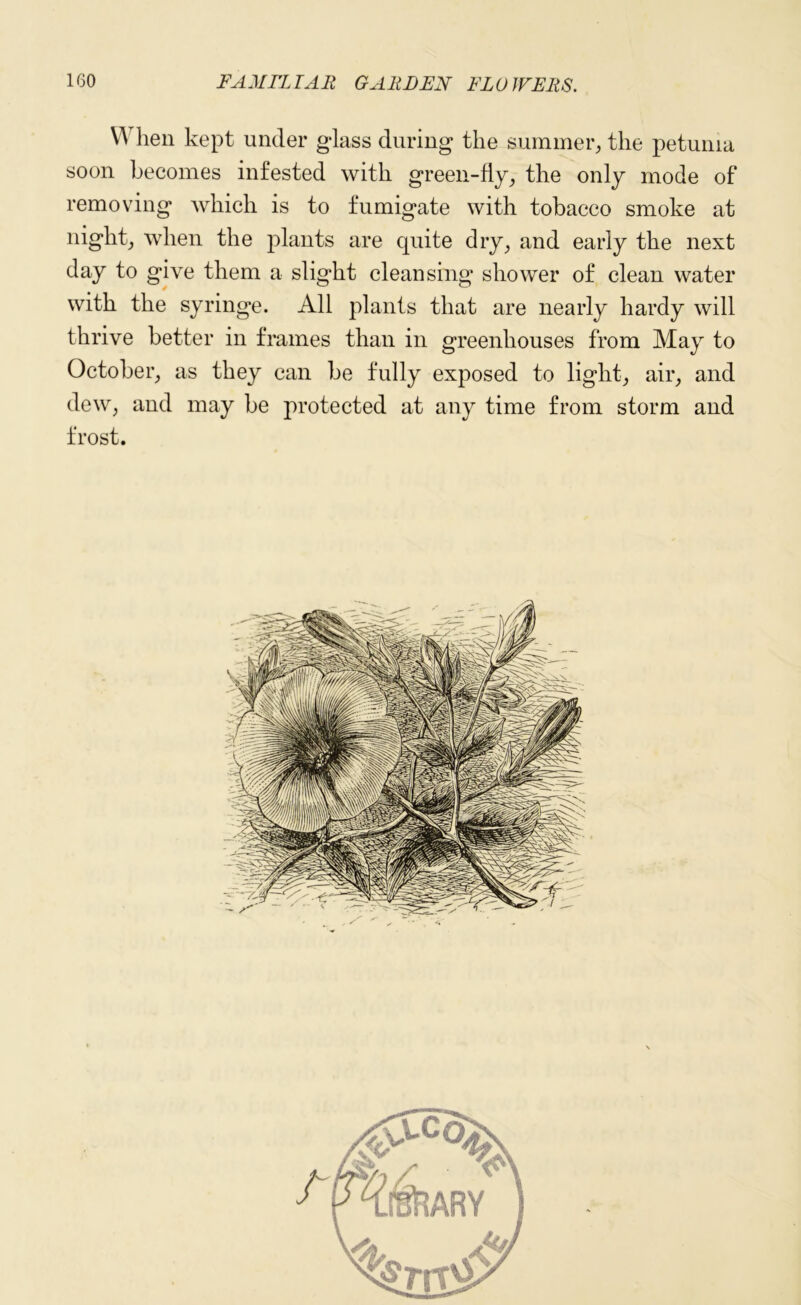 When kept under glass during the summer, the petunia soon becomes infested with green-fly, the only mode of removing which is to fumigate with tobacco smoke at night, when the plants are quite dry, and early the next day to give them a slight cleansing shower of clean water with the syringe. All plants that are nearly hardy will thrive better in frames than in greenhouses from May to October, as they can be fully exposed to light, air, and dew, and may be protected at any time from storm and frost.