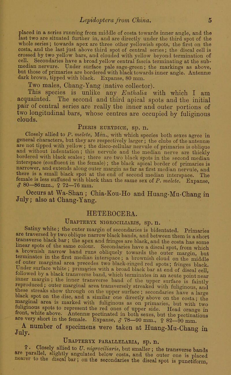 placed in a series running from middle of costa towards inner angle, and the last two are situated further in, and are directly under the third spot of the whole series; towards apex are three other yellowish spots, the first on the costa, and the last just above third spot of central series; the discal cell is crossed by two yellow bars, and clouded with yellow beyond termination of cell. Secondaries have a broad yellow central fascia terminating at the sub- median nervure. Under surface pale sage-green; the markings as above, but those of primaries are bordered with black towards inner angle. Antennae dark brown, tipped with black. Expanse, 80 mm. Two males, Chang-Yang (native collector). This species is unlike any Euthalia with which I am acquainted. The second and third apical spots and the initial pair of central series are really the inner and outer portions of two longitudinal bars, whose centres are occupied by fuliginous clouds. PlERIS EURYDICE, Sp. n. Closely allied to P. melete, Men., with which species both sexes agree in general characters, but they are respectively larger ; the clubs of the antennae are not tipped with yellow ; the disco-cellular nervule of primaries is oblique and without indentation ; this nervule and the median nerve are thickly bordered with black scales ; there are two black spots in the second median interspace (confluent in the female); the black apical border of primaries is narrower, and extends along outer margin as far as first median nervule, and there is a small black spot at the end of second median interspace. The female is less suffused with black than the same sex of P. melete. Expanse, <? 80—86 mm., ? 72—76 mm. Occurs at Wa-Shan ; Chia-Kou-Ho and Huang-Mu-Chang in July; also at Chang-Yang. HETEROCERA. Urapteryx nigrociliaris, sp. n. Satiny white ; the outer margin of secondaries is bidentated. Primaries are traversed by two oblique narrow black bands, and between them is a short transverse black bar ; the apex and fringes are black, and the costa has some linear spots of the same colour. Secondaries have a discal spot, from which a brownish. narrow band runs obliquely towards the outer margin, but terminates in the first median interspace; a brownish cloud on the middle ot outer marginal area precedes two black-ringed red spots; fringes black. Under surface white ; primaries with a broad black bar at end of discal cell,' followed by a, black transverse band, which terminates in an acute point near inner margin; the inner transverse band of the upper surface is faintly reproduced ; outer marginal area transversely streaked with fuliginous, and these streaks show through on the upper surface ; secondaries have a large black, spot on the disc, and a similar one directly above on the costa; the marginal area is marked with fuliginous as on primaries, but with two fuliginous spots to represent the red ones of upper side. Head orange in front, white above. Antennae pectinated in both sexes, but the pectinations are very short m the female. Expanse, 78—90 mm., J 82—90 mm. A number of specimens were taken at Huang-Mu-Chang in J * Urapteryx parallelaria, sp. n. 2 • Closely allied to U. nigrociliaris, but smaller; the transverse bands are parallel, slightly angulated below costa, and the outer one is placed nearer to the discal bar; on the secondaries the discal spot is punctiform,