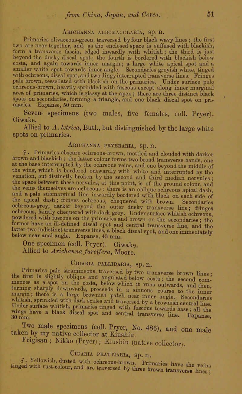 Arichanna albomacclaeia, sp. n. Primaries olivaceous-green, traversed by four black wavy lines ; the first two are near together, and, as the enclosed space is suffused with blackish, form a transverse fascia, edged inwardly with whitish; the third is just beyond the dusky discal spot; the fourth is bordered with blackish below costa, and again towards inner margin; a large white apical spot and a smaller white spot towards inner angle. Secondaries greyish white, tinged with ochreous, discal spot, and two dingy interrupted transverse fines. Fringes pale brown, tessellated with blackish on the primaries. Under surface pale ochreous-brown, heavily sprinkled with fuscous except along inner marginal area of primaries, which is glassy at the apex ; there are three distinct black spots on secondaries, forming a triangle, and one black discal spot on pri- maries. Expanse, 50 mm. Seven- specimens (two males, five females, coll. Pryer). Oiwake. Allied to A. letrica, Butl., but distinguished by the large white spots on primaries. Arichanna pryeraria, sp. n. ? . Primaries obscure ochreous-brown, mottled and clouded with darker brown and blackish ; the latter colour forms two broad transverse bands, one at the base interrrupted by the ochreous veins, and one beyond the middle of the wmg, which is bordered outwardly with white and interrupted by the venation, but distinctly broken by the second and third median nervules ; the space between these nervules, at this point, is of the ground colour, and the veins themselves are ochreous ; there is an oblique ochreous apical dash, and a pale submargmal fine inwardly bordered with black on each side of the apical dash; fringes ochreous, chequered with brown. Secondaries ochreous-grey, darker beyond the outer dusky transverse fine; fringes ochreous, faintly chequered with dark grey. Under surface whitish ochreous, powdered with fuscous on the primaries and brown on the secondaries : the former have an jll-defined discal spot and central transverse fine, and the latter two indistinct transverse fines, a black discal spot, and one immediatelv below near anal angle. Expanse, 43 mm. One specimen (coll. Pryer). Oiwake. Allied to Arichanna furcif era, Moore. ClDARIA PALLIDARIA, Sp. n. Primaries pale stramineous, traversed by two transverse brown lines; the first is slightly oblique and angulated below costa; the second com- mences as a spot on the costa, below which it runs outwards, and then turning_ sharply downwards, proceeds in a sinuous course to the inner “W1 there is a large brownish patch near inner angle. Secondaries whitish, sprinkled with dark scales and traversed by a brownish central fine Under surface whitish primaries tmged with fuscous towards base ; all The 30 mm^aVe a ^aCk fiscal spot and central transverse fine. Expanse, Two male specimens (coll. Pryer, No. 486), and one male taken by my native collector at Kiusliiu. 1 Frigisan ; Nikko (Piyer); Kiusliiu (native collector). ClDARIA PRATTIARIA, Sp. n. d • Yellowish, dusted with ochreous-brown. Primaries Imvo tmged with rust-colour, aid are traversed by three “own tr£iXrse lin™