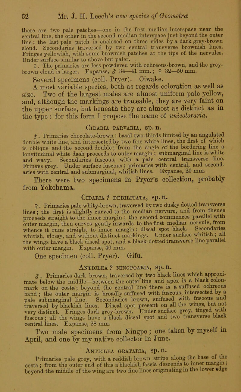there are two pale patches—one in the first median interspace near the central line, the other in the second median interspace just beyond the outer line ; the last pale patch is enclosed on three sides by a dark grey-brown cloud. Secondaries traversed by two central transverse brownish lines. Fringes yellowish, with some brownish patches at the tips of the nervules. Under surface similar to above but paler. 5 . The primaries are less powdered with ochreous-brown, and the grey- brown cloud is larger. Expanse, $ 34—41 mm.; 5 32—50 mm. Several specimens (coll. Pryer). Oiwake. A most variable species, both as regards coloration as well as size. Two of the largest males are almost uniform pale yellow, and, although the markings are traceable, they are very faint on the upper surface, but beneath they are almost as distinct as in the type : for this form I propose the name of unicoloraria. ClDARIA PARVARIA, Sp. U. £ . Primaries chocolate-brown : basal two-thirds limited by an angulated double white line, and intersected by two fine white lines, the first of which is oblique and the second double; from the angle of the bordering line a longitudinal white dash proceeds to outer margin ; submarginal line is white and wavy. Secondaries fuscous, with a pale central transverse line. Fringes grey. Under surface fuscous ; primaries with central, and second- aries with central and submarginal, whitish lines. Expanse, 20 mm. There were two specimens in Pryer’s collection, probably from Yokohama. ClDARIA ? DEBILITATA, Sp. n. $ . Primaries pale whity-brown, traversed by two dusky dotted transverse lines; the first is slightly curved to the median nervure, and from thence proceeds straight to the inner margin ; the second commences parallel with outer margin, then curves gently inwards to the first median nervule, from whence it runs straight to inner margin ; discal spot black. Secondaries whitish, glossy, and without distinct markings. Under surface whitish; all the wings have a black discal spot, and a black-dotted transverse line parallel with outer margin. Expanse, 40 mm. One specimen (coll. Pryer). Gifu. AntICLEA ? NINGPOARIA, Sp. n. $. Primaries dark brown, traversed by two black lines which approxi- mate below the middle—between the outer line and apex is a black colon- mark on the costa; beyond the central line there is a suffused ochreous band ; the outer margin is broadly suffused with fuscous, intersected by a pale submarginal line. Secondaries brown, suffused with fuscous and traversed by blackish lines. Discal spot present on all the wings, but not very distinct. Fringes dark grey-brown. Undersurface grey, tinged with fuscous; all the wings have a black discal spot and two transverse black central lines. Expanse, 28 mm. Two male specimens from Ningpo ; one taken by myself in April, and one by my native collector in June. Anticlea grataria, sp.n. Primaries pale grey, with a reddish brown stripe along the base of the costa ; from the outer end of this a blackish fascia descends to inner margin , beyond the middle of the wing are two fine lines originating in the lower edge