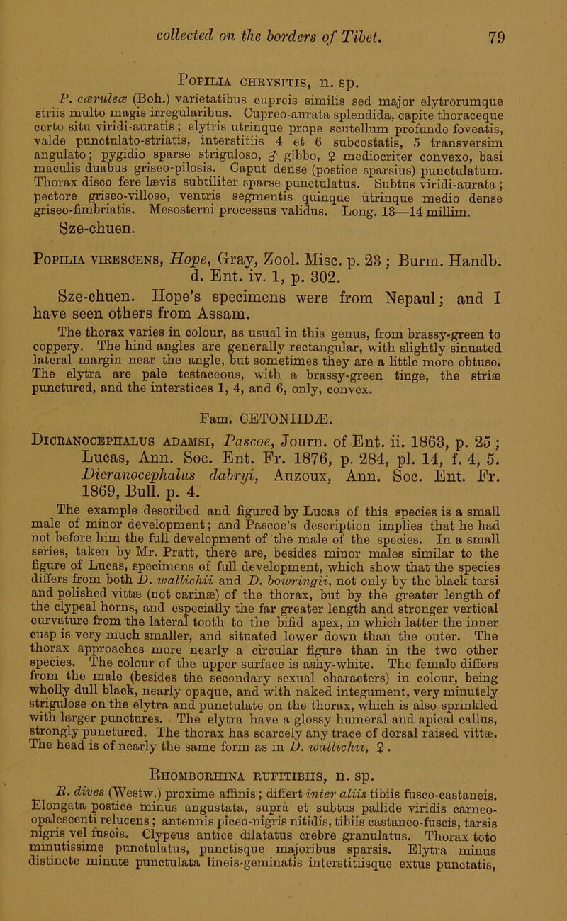 POPILIA CHRYSITIS, 11. Sp. P. ccerulece (Boh.) varietatibus cupreis similis sed major elytrorumque striis multo magis irregularibus. Cupreo-aurata splendida, capite thoraceque certo situ viridi-auratis; elytris utrinque prope scutellum profunde foveatis, valde punctulato-striatis, interstitiis 4 et 6 subcostatis, 5 transversim angulato; pygidio sparse striguloso, J gibbo, J mediocriter convexo, basi maculis duabus griseo-pilosis. Caput dense (postice sparsius) punctulatum. Thorax disco fere lie vis subtiliter sparse punctulatus. Subtus viridi-aurata ; pectore griseo-villoso, ventris segmentis quinque utrinque medio dense griseo-fimbriatis. Mesosterni processus validus. Long. 13—14 millim. Sze-chuen. Popilia virescens, Hope, Gray, Zool. Misc. p. 23 ; Burin. Hanclb. d. Ent. iv. 1, p. 302. Sze-chuen. Hope’s specimens were from Nepaul; and I have seen others from Assam. The thorax varies in colour, as usual in this genus, from brassy-green to coppery. The hind angles are generally rectangular, with slightly sinuated lateral margin near the angle, but sometimes they are a little more obtuse. The elytra are pale testaceous, with a brassy-green tinge, the strise punctured, and the interstices 1, 4, and 6, only, convex. Fam. CETONIIDyE. Dicranocephalus adamsi, Pascoe, Journ. of Ent. ii. 1863, p. 25 ; Lucas, Ann. Soc. Ent. Fr. 1876, p. 284, pi. 14, f. 4, 5. Dicranocephalus dabryi, Auzoux, Ann. Soc. Ent. Fr. 1869, Bull. p. 4. The example described and figured by Lucas of this species is a small male of minor development; and Pascoe’s description implies that he had not before him the full development of the male of the species. In a small series, taken by Mr. Pratt, there are, besides minor males similar to the figure of Lucas, specimens of full development, which show that the species differs from both D. wallicliii and D. bmvringii, not only by the black tarsi and polished vittac (not carinse) of the thorax, but by the greater length of the clypeal horns, and especially the far greater length and stronger vertical curvature from the lateral tooth to the bifid apex, in which latter the inner cusp is very much smaller, and situated lower down than the outer. The thorax approaches more nearly a circular figure than in the two other species. The colour of the upper surface is ashy-white. The female differs from the male (besides the secondary sexual characters) in colour, being wholly dull black, nearly opaque, and with naked integument, very minutely strigulose on the elytra and punctulate on the thorax, which is also sprinkled with larger punctures. The elytra have a glossy humeral and apical callus, strongly punctured. The thorax has scarcely any trace of dorsal raised vittte. The head is of nearly the same form as in 1J. wallichii, 5 . Bhomborhina rufitibiis, n. sp. B. dives (Westw.) proxime affinis ; differt inter aliis tibiis fusco-castaneis. Elongata postice minus angustata, supra et subtus pallide viridis carneo- opalescenti relucens; antennis piceo-nigris nitidis, tibiis castaneo-fuscis, tarsis nigris vel fuscis. Clypeus antice dilatatus crebre granulatus. Thorax toto minutissime punctulatus, punctisque majoribus sparsis. Elytra minus distincte minute punctulata lineis-geminatis interstitiisque extus punctatis,