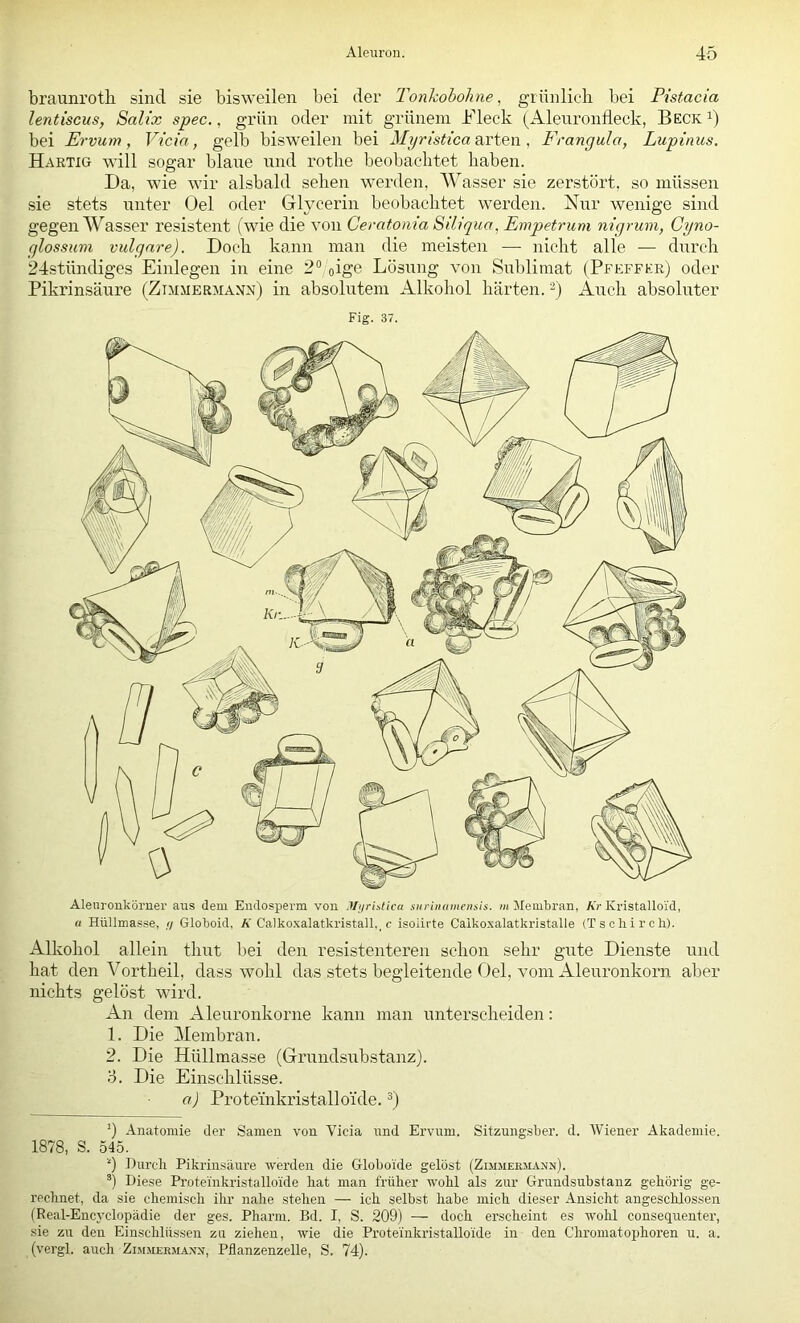 braunroth sind sie bisweilen bei der Tonkobohne, grünlich bei Pistacia lentiscus, Salix spec., grün oder mit grünem hheck (Aleuronfleck, Becki) bei Ervum, Vicia, gelb bisweilen bei Myristica ■axt^w , Frangula, Lupinus. Hartig will sogar blaue und rothe beobachtet haben. Da, wie wir alsbald sehen werden, Wasser sie zerstört, so müssen sie stets unter Oel oder Glycerin beobachtet werden. Nur wenige sind gegen AVasser resistent (wie die von Ceratonia Siliqua, Empetrum nigrum, Gyno- qlossum vulgare). Doch kann man die meisten — nicht alle — durch 24stündiges Einlegen in eine 2° oige Lösung von Sublimat (Pfeffer) oder Pikrinsäure (Zimmermann) in absolutem Alkohol härten.'^) Auch absoluter Fig. 37. « Hüllmasse, // Globoid, K Calko.xalatkristall,, c isoiirte Calkosalatkristalle (Tschircli). Alkohol allein thut bei den resistenteren schon sehr gute Dienste und hat den A^ortheil, dass wohl das stets begleitende Oel, vom Aleuronkorn aber nichts gelöst wird. An dem Aleuronkorne kann man unterscheiden: 1. Die Membran. 2. Die Hüllmasse (Grundsubstanz). 3. Die Einschlüsse. a) Proteinkristalloi'de. ^) ’) Anatomie der Samen von Vicia nnd Ervxim. Sitzungsber. d. Wiener Akademie. 1878, S. 545. '■“l Durch Pikrinsäure werden die Globoide gelöst (Zimmermann). Diese Proteinkristalloide hat man früher wohl als zur Grundsubstanz gehörig ge- rechnet, da sie chemisch ihr nahe stehen — ich selbst habe mich dieser Ansicht angeschlossen (Real-Encyclopädie der ges. Pharm. Bd. I, S. 209) — doch erscheint es wohl consequenter, sie zu den Einschlüssen zu ziehen, wie die Proteinkristalloide in den Chromatophoren u. a. (vergl. auch Zimmermann, Pflanzenzelle, S. 74).