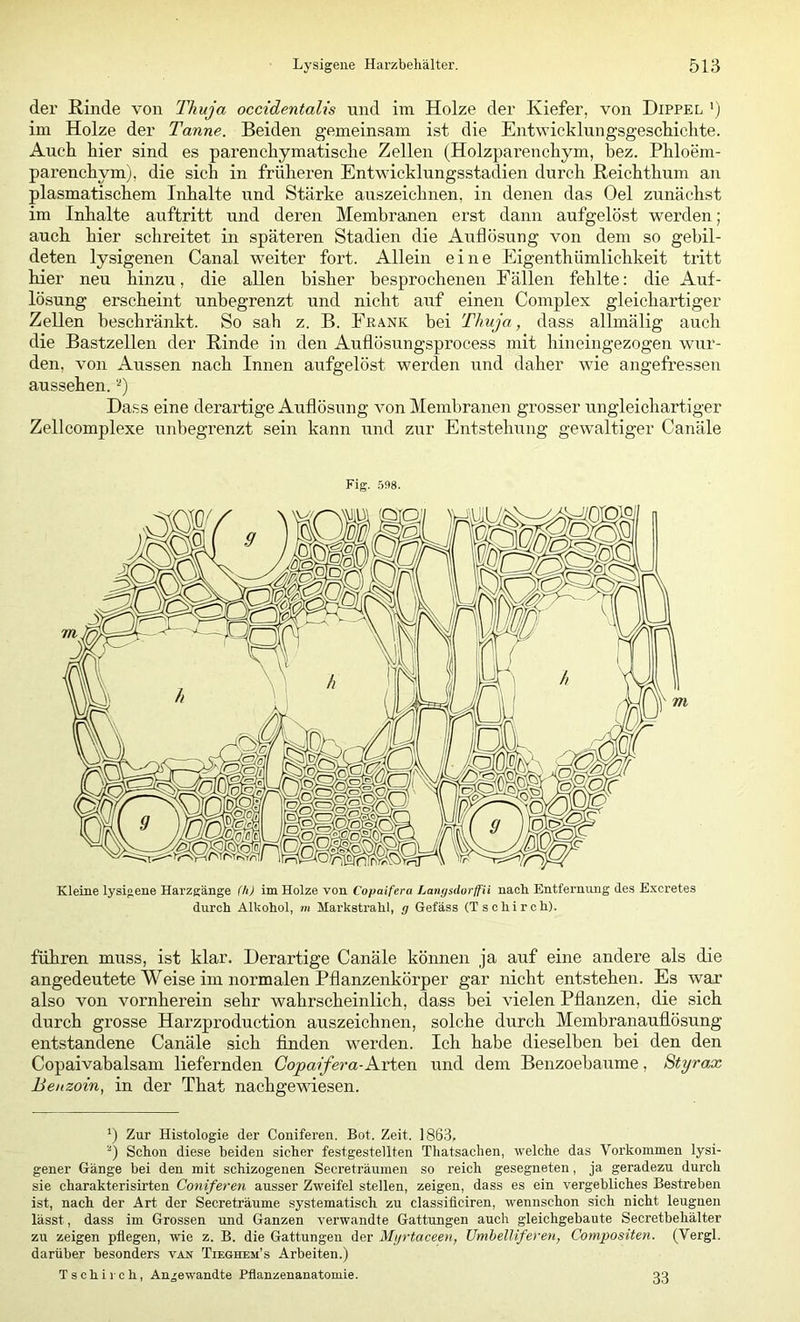der Rinde von Thuja occidentalis und im Holze der Kiefer, von Dippel ') im Holze der Tanne. Beiden gemeinsam ist die Entwicklungsgescliiclite. Auch hier sind es parenchymatische Zellen (Holzparenchym, bez. Phloem- parenchym), die sich in früheren Entwichlungsstadien durch Reichthum an plasmatischem Inhalte und Stärke auszeichnen, in denen das Oel zunächst im Inhalte auftritt und deren Membranen erst dann aufgelöst werden; auch hier schreitet in späteren Stadien die Auflösung von dem so gebil- deten lysigenen Canal weiter fort. Allein eine Eigenthümlichkeit tritt hier neu hinzu, die allen bisher besprochenen Fällen fehlte: die Auf- lösung erscheint unbegrenzt und nicht auf einen Complex gleichartiger Zellen beschränkt. So sah z. B. Frank bei Thuja, dass allmälig auch die Bastzellen der Rinde in den Auflösungsprocess mit hineingezogen wur- den, von Aussen nach Innen aufgelöst werden und daher wie angefressen aussehen. '■') Dass eine derartige Auflösung von Membranen grosser ungleichartiger Zellcomplexe unbegrenzt sein kann und zur Entstehung gewaltiger Canäle Fig. 598. Kleine lysigene Harzgänge (h) im Holze von Copaifera Lanysdorffii nach Entfernung des Excretes durch Alkohol, m Markstrahl, g Gefäss (T sc hi roh). führen muss, ist klar. Derartige Canäle können ja auf eine andere als die angedeutete Weise im normalen Pflanzenkörper gar nicht entstehen. Es war also von vornherein sehr wahrscheinlich, dass bei vielen Pflanzen, die sich durch grosse Harzproduction auszeichnen, solche durch Membranauflösung entstandene Canäle sich Anden werden. Ich habe dieselben bei den den Copaivabalsam liefernden Copaifera-Avieiv und dem Benzoebaume, Styrax Benzoin, in der That nach ge wiesen. ') Zur Histologie der Conifereii. Bot. Zeit. 1863, ~‘) Schon diese beiden sicher festgestellten Thatsachen, welche das Vorkommen lysi- gener Gänge bei den mit schizogenen Secreträumen so reich gesegneten, ja geradezu durch sie charakterisirten Coniferen ausser Zweifel stellen, zeigen, dass es ein vergebliches Bestreben ist, nach der Art der Secreträume systematisch zu classiflciren, wennschon sich nicht leugnen lässt, dass im Grossen und Ganzen verwandte Gattungen auch gleichgebaute Secretbehälter zu zeigen pflegen, wie z. B. die Gattungen der Myrtaceen, UmhelUferen, Compositen. (Vergl. darüber besonders van Tieghem’s Arbeiten.) Tschirch, Angewandte Pflanzenanatomie. 33