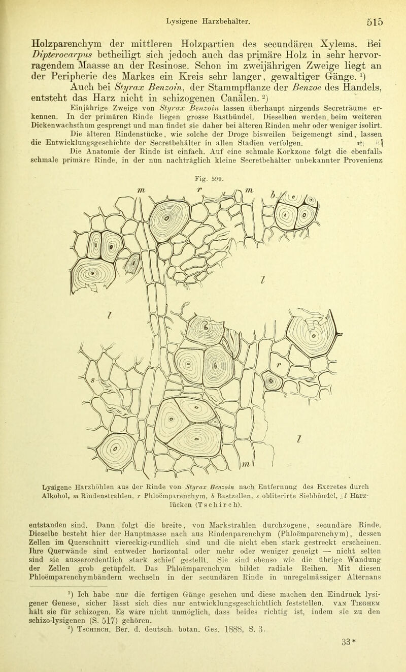 Holzparencliym der mittleren Holzpartien des secundären Xylems. Bei Dipterocarpus betheiligt sich jedoch auch das primäre Holz in sehr hervor- ragendem Maasse an der Resinose. Schon im zweijährigen Zweige liegt an der Peripherie des Markes ein Kreis sehr langer, gewaltiger Gänge. Auch bei Styrax Benzoin, der Stammpflanze der Benzoe des Handels, entsteht das Harz nicht in schizogenen Canälen. Einjährige Zweige von Styrax Benzoin lassen überhaupt nirgends Secreträume er- kennen. In der primären Rinde liegen grosse Bastbündel. Dieselben werden, beim weiteren Dickenwachsthum gesprengt und man findet sie daher bei älteren Rinden mehr oder weniger isolirt. Die älteren Rindenstücke, wie solche der Droge bisweilen beigeniengt sind, lassen die Entwicklungsgeschichte der Secretbehälter in allen Stadien verfolgen. »t; Die Anatomie der Rinde ist einfach. Auf eine schmale Korkzone folgt die ebenfalls schmale primäre Rinde, in der nun nachträglich kleine Secretbehälter unbekannter Provenienz Fig. 599. Lysigene Harzhöblen aus der Rinde von Styrax Benzoin nach Entfernung des Excretes durch Alkohol, m Rindenstrahlen, r Phloemparenchym., b Bastzellen, i obliterirte Siehhüudel, ,_l Harz- lücken (Tschirch). entstanden sind. Dann folgt die breite, von Markstrahlen durchzogene, secundäre Rinde. Dieselbe besteht hier der Hauptmasse nach aus Rindenparenchym (Phloemparenchym), dessen Zellen im Querschnitt viereckig-rundlich sind und die nicht eben stark gestreckt erscheinen. Ihre Querwände sind entweder horizontal oder mehr oder weniger geneigt — nicht selten sind sie ausserordentlich stark schief gestellt. Sie sind ebenso wie die übrige Wandung der Zellen grob getüpfelt. Das Phloemparenchym bildet radiale Reihen. Mit diesen Phloemparenchymbändern wechseln in der secundären Rinde in unregelmässiger Alternans Ich habe nur die fertigen Gänge gesehen und diese machen den Eindruck Ij'si- gener Genese, sicher lässt sich dies nur entwicklungsgeschichtlich feststellen, vah Tieghem hält sie für schizogen. Es wäre nicht unmöglich, dass beides richtig ist, indem sie zu den schizo-lysigenen (S. 517) gehören. Tschirch, Ber. d. deutsch, botan. Ges. 1888, S. 3- 33*