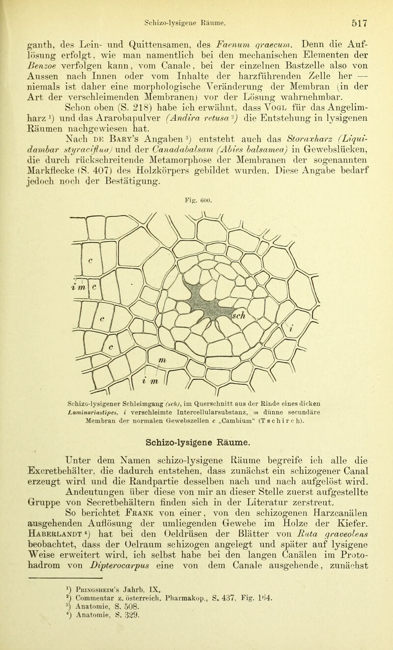 ganth, des Lein- nnd Quittensamen, des Faenum qraecmn. Denn die Auf- lösung erfolgt, wie man namentlicli bei den mechaniseben Elementen der Benzoe verfolgen kann, vom Canale, bei der einzelnen Bastzelle also von Aussen nach Innen oder vom Inhalte der harzführenden Zelle her — niemals ist daher eine morphologische Veränderung der Membran (in der Art der verschleimenden Membranen) vor der Lösung wahrnehmbar. Schon oben (S. 218) habe ich erwähnt, dass Vogl für das Angelim- harz 1) rrnd das Ararobapulver (Andira retusa'^) die Entstehung in lysigenen Räumen nachgewiesen hat. Nach DK Bary’s Angaben entsteht auch das Storaxharz (Liqui- damhar styracißuaj und der Canadabalsam (Äbies balsamea) in Gewebslücken, die durch rückschreitende Metamorphose der Membranen der sogenannten Markflecke (S. 407) des Holzkörpers gebildet wiirden. Die.se Angabe bedarf jedoch noch der Bestätigung. Fig. 600. Schizo-lysigener Schleimgang ($ch), im Querschnitt aus der Rinde eines dicken Laminariastipes, i verschleimte Intercellularsubstanz, m dünne secundäre Membran der normalen Gewebszellen c „Cambium“ (Tschirch). Schizo-lysigene Räume. Unter dem Namen schizo-lysigene Räume begreife ich alle die Excretbehälter, die dadurch entstehen, dass zunächst ein schizogener Canal erzeugt wird und die Randpartie desselben nach und nach aufgelöst wird. Andeutungen über diese von mir an dieser Stelle zuerst aufgestellte Gruppe von Secretbehältern finden sich in der Literatur zerstreut. So berichtet Eränk von einer, von den schizogenen Harzcanälen ausgehenden Auflösung der umliegenden Gewebe im Holze der Kiefer. Haberlandt hat bei den Oeldrüsen der Blätter von Rata graoeolens beobachtet, dass der Oelraum schizogen angelegt und später auf lysigene Weise erweitert wird, ich selbst habe bei den langen Canälen im Proto- hadrom von Dipterocarpus eine von dem Canale ausgehende, zunächst Puixgsheim’s Jalirh. IX. 0 Cominentar z. Österreich. Pliarmakop., S. 437, Fig. 134. 0 Anatomie, S. .508. 0 Anatomie, 8. 329.