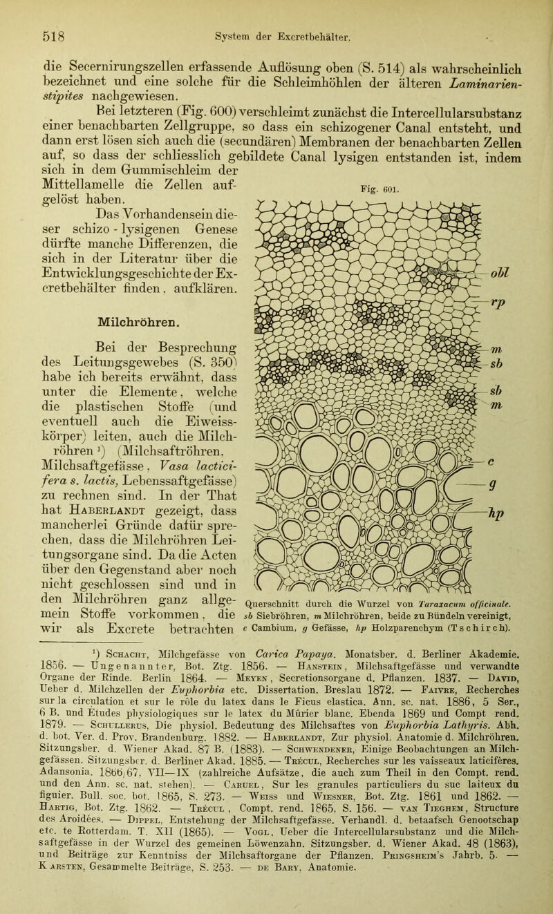 Fig. 601. die Secernirungszellen erfassende Auflösung oben (S. 514) als wahrscheinlich bezeichnet und eine solche für die Schleimhöhlen der älteren Laminarien- stipites nachgewiesen. Bei letzteren (Fig. 600) verschleimt zunächst die Intercellularsubstanz einer benachbarten Zellgruppe, so dass ein schizogener Canal entsteht, und dann erst lösen sich auch die (secundären) Membranen der benachbarten Zellen auf, so dass der schliesslich gebildete Canal lysigen entstanden ist, indem sich in dem Gummischleim der Mittellamelle die Zellen auf- gelöst haben. Das Vorhandensein die- ser schizo - lysigenen Genese dürfte manche Differenzen, die sich in der Literatur über die Entwicklungsgeschichte der Ex- cretbehälter finden. aufklären. Milchröhren. Bei der Besprechung des Leitungsgewebes (S. 350) habe ich bereits erwähnt, dass unter die Elemente, welche die plastischen Stoffe lund eventuell auch die Eiweiss- körper) leiten, auch die Milch- röhren ’) (Milchsaftröhren. Milchsaftgefässe. Vasa lactici- fera s. lactis, Lebenssaftgefässe) zu rechnen sind. In der That hat Haberlandt gezeigt, dass mancherlei Gründe dafür spre- chen, dass die Milchröhren Lei- tungsorgane sind. Da die Acten über den Gegenstand aber noch nicht geschlossen sind und in den Milchröhren ganz allge- mein Stoffe Vorkommen, die wir als Excrete betrachten Querschnitt durch die Wurzei von 'laraxacum ofl’icinale. sb Siebröhren, m Hilchröhi-en, beide zu Bündeln vereinigt, c Cambium, g Gefässe, hp Holzparenchym (Tschirch). 0 Schacht, Milchgefässe von Carica Papaya. Monatsber. d. Berliner Akademie. 1856. — Ungenannter, Bot. Ztg. 1856. — Hanstein, Milchsaftgefässe und verwandte Organe der Rinde. Berlin 1864. — Meyen , Secretionsorgane d. Pflanzen. 1837. — David, Ueber d. Milchzellen der Evp>horbia etc. Dissertation. Breslau 1872. — Faivre, Recherches sur la circulation et sur le röle du latex dans le Ficus elastica. Ann. sc. nat. 1886, 5 Ser., 6 B. und Etudes pliysiologiques sur le latex du Mürier blanc. Ebenda 1869 und Compt rend. 1879. — ScHULLEEUs, Die i)hysiol. Bedeutung des Milchsaftes von Euphorbia Lathyris. Abh. d. bot. Ver. d. Prov. Brandenburg. 1882. ■— Haberlandt, Zur physiol. Anatomie d. Milchröhren. Sitzungsber. d. Wiener Akad. 87 B. (1883). — Schwendener, Einige Beobachtungen an Milch- gefässen. Sitzungsber. d. Berliner Akad. 1885. — Trecul, Recherches sur les vaisseaux laticiföres. Adansonia. 1866/67, TU—IX (zahlreiche Aufsätze, die auch zum Theil in den Compt. rend. und den Ann. sc. nat. stehen). — Caeuel , Sur les granules particuliers du suc laiteux du figuier. Bull. soc. bot. 1865, S. 273. — Weiss und Wiesner, Bot. Ztg. 1861 und 1862. — Hartig, Bot. Ztg. 1862. — Trecul , Compt. rend. 1865, S. 156. — van Tieghem, Structure des Aroidees. — Dippel, Entstehung der Milchsaftgefässe. Verhandl. d. betaafsch Genootschap etc. te Rotterdam. T. XII (1865). — Vogl, Ueber die Intercellularsubstanz und die Milch- saftgefässe in der Wurzel des gemeinen Löwenzahn. Sitzungsber. d. Wiener Akad. 48 (1863), und Beiträge zur Kenntniss der Milchsaftorgane der Pflanzen. Pkingsheim's Jahrb. 5. — K ARSTEN, Gesammelte Beiträge, S. 253. — de Bary, Anatomie.