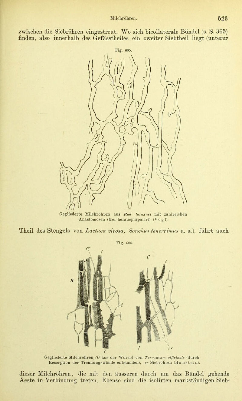 zwischen die Siebröhren eingestreut. Wo sich bicollaterale Bündel (s. S. 365) finden, also innerhalb des Gefässtheiles ein zweiter Siebtheil liegt (unterer Fig. 605. Gegliederte Milchröhren aus Rad. laraxaci mit zahlreichen Anastomosen (frei herauspräparirt) (Vogl). Theil des Stengels von Lactuca virosa, SoncLm tenerrtmus u. a.), führt auch dieser Milchröhren, die mit den äusseren durch um das Bündel gehende Aeste in Verbindung treten. Ebenso sind die isolirten markständigen Sieb-