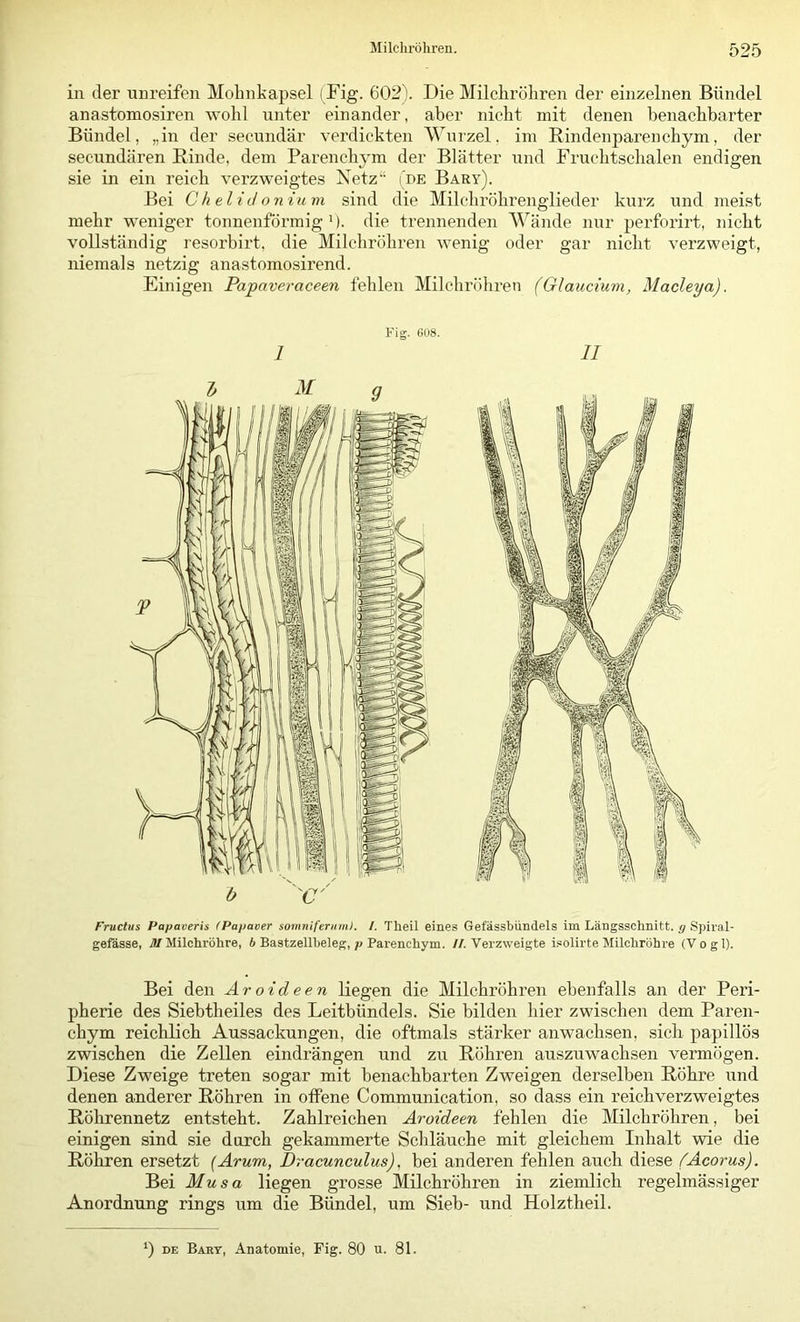 in der unreifen Mohnkapsel (Fig. 602). Die Milchröhren der einzelnen Bündel anastomosiren wohl unter einander, aber nicht mit denen benachbarter Bündel, „in der secundär verdickten Wurzel, im Rindenjiarenchym, der secundären Binde, dem Parenchym der Blätter und Fruchtschalen endigen sie in ein reich verzweigtes Netz“ Tde Bary). Bei Chelidonium sind die Milciiröhrenglieder kurz xind meist mehr weniger tonnenförmig'). die trennenden Wände nur ijerforirt, nicht vollständig resorbirt, die Milchröhren wenig oder gar nicht verzweigt, niemals netzig anastomosirend. Einigen Papaveraceen fehlen Milchröhren (Glaucium, Macleya). Fructus Papaveris (Papaver somniferiiin). /. Theil eines Gefässbiindels im Längsschnitt. ,9 Spiral- gefässe, Milchröhre, 6 Bastzellheleg, p Parenchym. //.Verzweigte isolirte Milchrbhi'e (Vogl). Bei den Aroideen liegen die Milchröhren ebenfalls an der Peri- pherie des Siebtheiles des Leitbündels. Sie bilden hier zwischen dem Paren- chym reichlich Aussackungen, die oftmals stärker anwachsen, sich papillös zwischen die Zellen eindrängen und zu Röhren auszuwachsen vermögen. Diese Zweige treten sogar mit benachbarten Zweigen derselben Röhre und denen anderer Röhren in offene Communication, so dass ein reichverzweigtes Röhrennetz entsteht. Zahlreichen Aroideen fehlen die Milchröhren, bei einigen sind sie durch gekammerte Schläuche mit gleichem Inhalt wie die Röhren ersetzt {Arum, Dracunculus), bei anderen fehlen auch diese (Acorus). Bei Musa liegen grosse Milchröhren in ziemlich regelmässiger Anordnung rings um die Bündel, um Sieb- und Holztheil. 0 DE Bart, Anatomie, Fig. 80 u. 81.