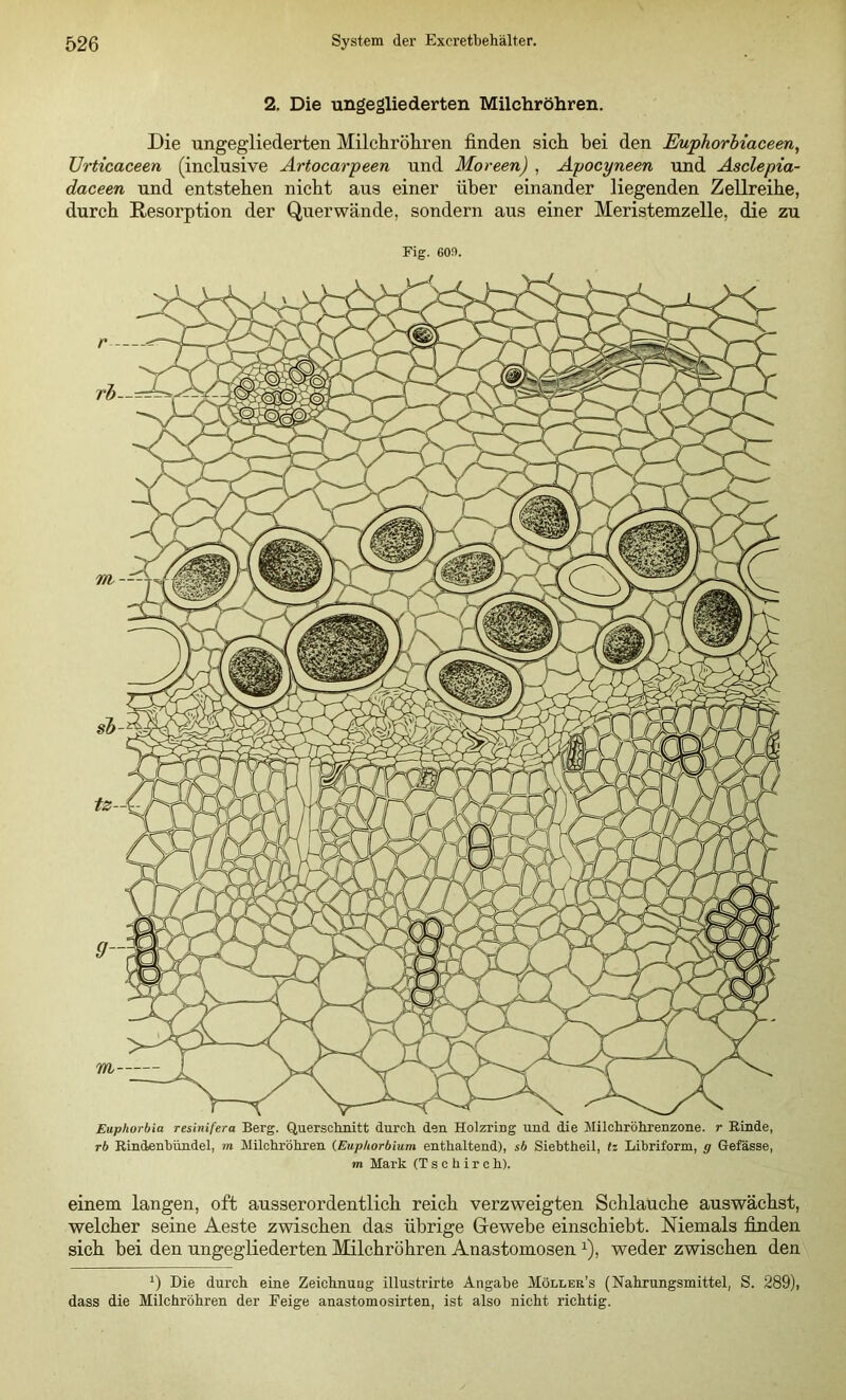 2. Die ungegliederten Milchröhren. Die ungegliederten Milchröhren finden sich bei den Euphorhiaceen, Urticaceen (inclusive Artocarpeen und Moreen) , Apocyneen und Asclepia- daceen und entstehen nicht aus einer über einander liegenden Zellreihe, durch Resorption der Querwände, sondern aus einer Meristemzelle, die zu Fig. 6on. Euphorbia resinifera Berg. Quersolmitt durch den Holzring und die Milchröhrenzone, r Einde, rb Eindenhündel, m Milchröhren {Euphorbium enthaltend), sb Siebtheil, tz Libriform, g Gefässe, m Mark (T s c b i r c h). einem langen, oft ausserordentlich reich verzweigten Schlauche auswächst, welcher seine Aeste zwischen das übrige Grewehe einschiebt. Niemals finden sich hei den ungegliederten Milchröhren Anastomosen ^), weder zwischen den Die durch eine Zeichnung illustrirte Angabe Möllek’s (Nahrungsmittel, S. 289), dass die Milchröhren der Feige anastomosirten, ist also nicht richtig.