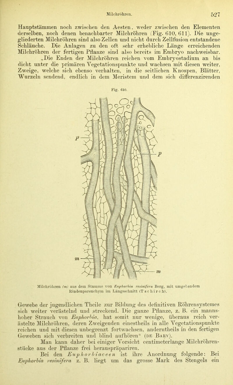 Hauptstämmeri noch zwischen den Aesten, wieder zwischen den Elementen derselben, noch denen benachbarter Milchröhren (Fig. 610, 611). Die unge- gliederten Milchröhren sind also Zellen und nicht durch Zellfusion entstandene Schläuche. Die Anlagen zu den oft sehr erhebliche Länge erreichenden Milchröhren der fertigen Pflanze sind also bei’eits im Embryo nachweisbar. „Die Enden der Milchröhren reichen vom Embryostadium an bis dicht unter die primären Vegetationspunkte iind wachsen mit diesen weiter, Zweige, welche sich ebenso verhalten, in die seitlichen Knospen, Blätter, Wurzeln sendend, endlich in dem Meristem und dem sich differenzirenden Fig. 610. Milchröhren (m) aus dem Stamme von Euphorhia resinifera Berg, mit umgehendem Rindenparenchym im Längsschnitt (Tschirch). Gewebe der jugendlichen Theile zur Bildung des definitiven Röhrensystemes sich weiter verästelnd und streckend. Die ganze Pflanze, z. B. ein manns- hoher Strauch von Eu-phorhia, hat somit nur wenige, überaus reich ver- ästelte Milchröhren, deren Zweigenden einestheils in alle Vegetationspunkte reichen und mit diesen unbegrenzt fortwachsen, anderntheils in den fertigen Geweben sich verbreiten und blind aufhören“ (de Bary). Man kann daher bei einiger Vorsicht centimeterlange Milchröhren- stücke aus der Pflanze frei herauspräpariren. Bei den Euphorbiaceen ist ihre Anordnung folgende: Bei Euphorhia resinifera z. B. liegt um das grosse Mark des Stengels ein