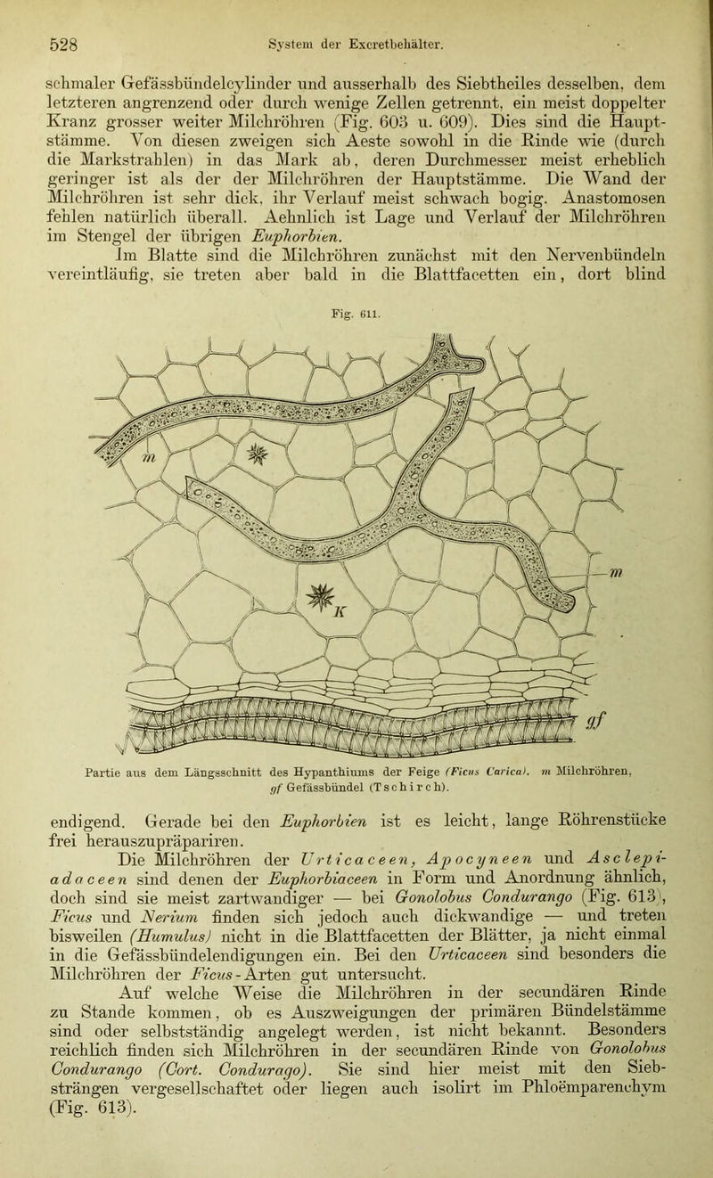 schmaler Gefässbündelcylinder und ausserhalb des Siebtheiles desselben, dem letzteren angrenzend oder durch wenige Zellen getrennt, ein meist doppelter Kranz grosser weiter Milchröhren (Fig. 603 u. 609). Dies .sind die Haupt- stämme. Von diesen zweigen sich Aeste sowohl in die Rinde wie (durch die Mai'kstrahlen) in das Mark ab, deren Durchmesser meist erheblich geringer ist als der der Milchröhren der Hauptstämme. Die Wand der Milchröhren ist sehr dick, ihr Verlauf meist schwach bogig. Anastomosen fehlen natürlich überall. Aehnlich ist Lage und Verlauf der Milchröhren im Stengel der übrigen Euphorbien. Jm Blatte sind die Milchröhren zunächst mit den Nervenbündeln A’ereintläufig, sie treten aber bald in die Blattfacetten ein, dort blind Fig. 611. Partie aus dem Längsschnitt des Hypanthiums der Feige (Ficus C'ai ica). m Milchröhren, nf Gefässhündel (Tschirch). endigend. Gerade bei den Euphorbien ist es leicht, lange Röhrenstücke frei herauszupräpariren. Die Milchröhren der Erticaceen, Ap ocyneen und Asclepi- adaceen sind denen der Euphorhiaceen in Form und Anordnung ähnlich, doch sind sie meist zartwandiger — bei Gonolohus Gondurango (Fig. 613', Ficus und Nerium finden sich jedoch auch dickwandige -— und treten bisweilen (Humulus) nicht in die Blattfacetten der Blätter, ja nicht einmal in die Gefässbündelendigungen ein. Bei den Urticaceen sind besonders die Milchröhren der - Arten gut untersucht. Auf welche Weise die Milchröhren in der secundären Rinde zu Stande kommen, ob es Auszweigungen der primären Bündelstämme sind oder selbstständig angelegt werden, ist nicht bekannt. Besonders reichlich finden sich Milchröhren in der secundären Rinde von Gonolohus Condurango (Gort. Gondur ago). Sie sind hier meist mit den Sieb- strängen vergesellschaftet oder liegen auch isolirt im Phloemparenchym (Fig. 613).