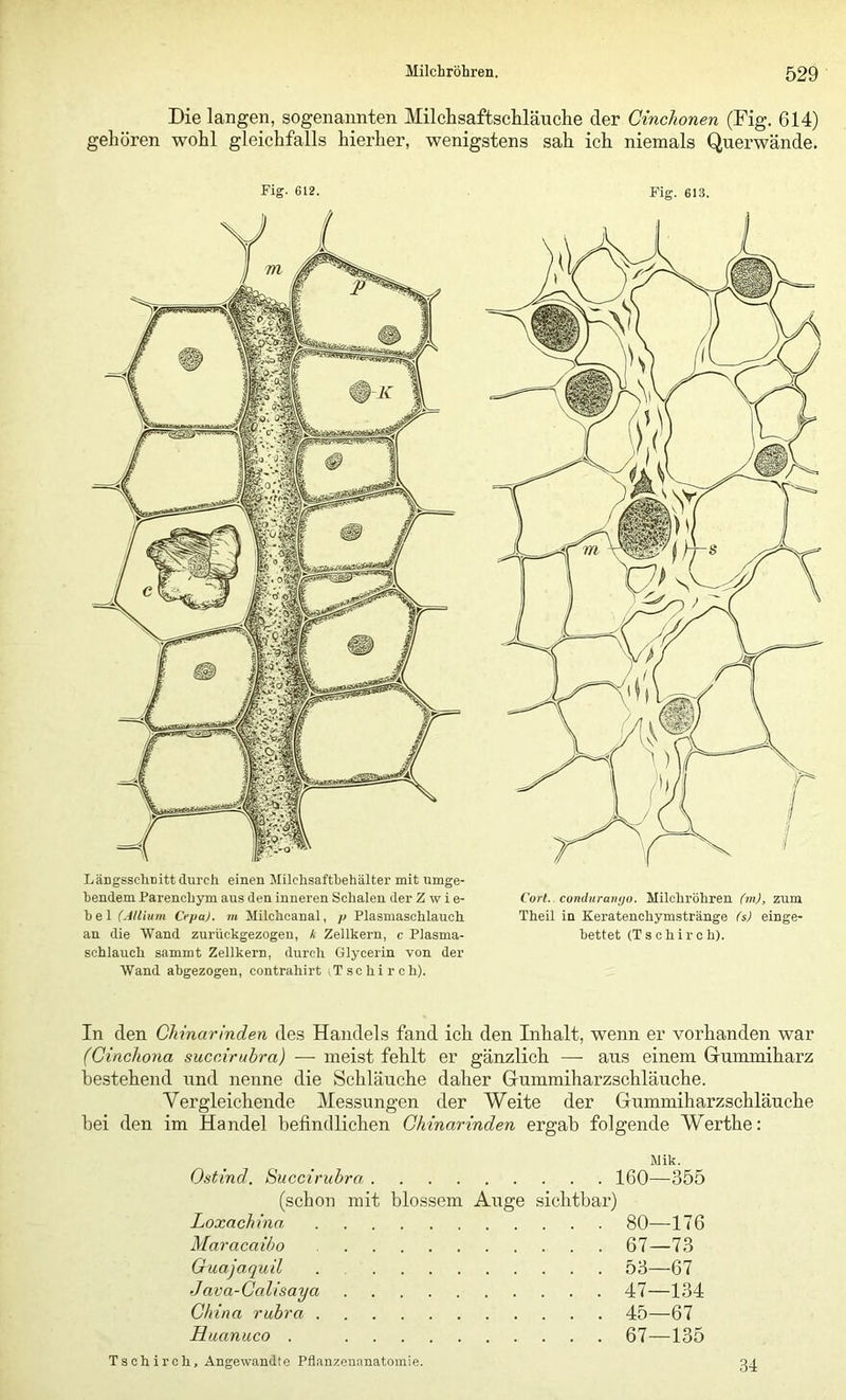 Die langen, sogenannten Milchsaftsclilänclie der Cinchonen (Fig. 614) gehören wohl gleichfalls hierher, wenigstens sah ich niemals Querwände. Fig. 612. Längsschnitt durch einen Milchsafthehälter mit umge- hendem Parenchym aus den inneren Schalen der Zwie- bel (Allium Cepa). m Milchoanal, p Plasmaschlauch an die Wand zurückgezogen, k Zellkern, c Plasma- schlauch sammt Zellkern, durch Glycerin von der Wand abgezogen, contrahirt iT s c h i r o h). Fig. 613. Corl. cundurantjo. Milchröhren (m), zum Theil in Keratenchymstränge (s) einge- bettet (Tschirch). In den Chinarinden des Handels fand ich den Inhalt, wenn er vorhanden war (Cinchona sucniruhra) — meist fehlt er gänzlich — aus einem Grummiharz bestehend und nenne die Schläuche daher Gummiharzschläuche. Vergleichende Messungen der Weite der Gummiharzschläuche hei den im Handel befindlichen Chinarinden ergab folgende Werthe: Mik. Ostind. Succiruhra 160—355 (schon mit blossem Auge sichtbar) Loxachinn 80—176 Maracaibo 67—73 Guajaquil 53—67 Java-Calisaya 47—134 China rubra 45—67 Huanuco . 67—135 Tschirch, Angewandte Pflanzenanatomie.