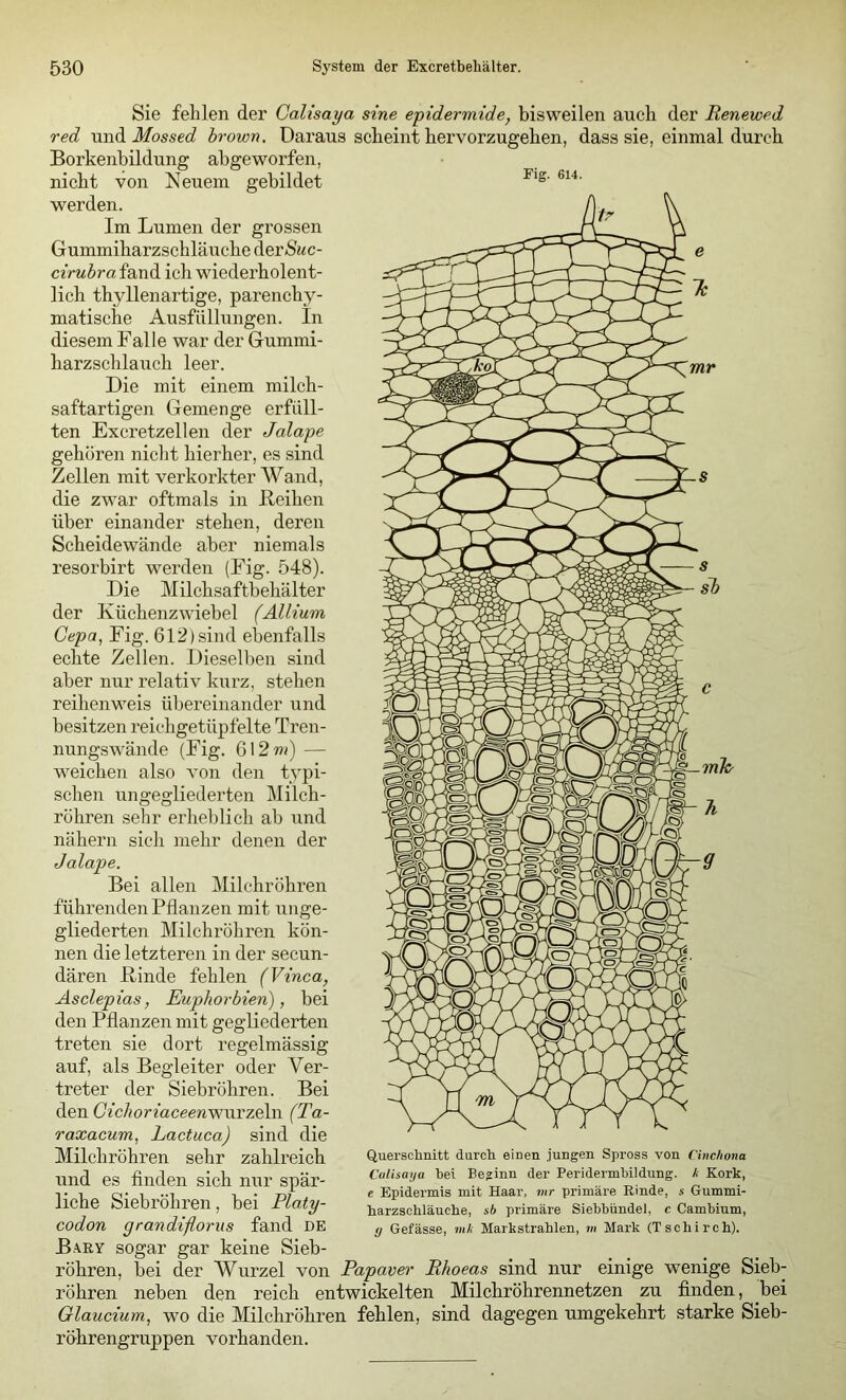 Sie fehlen der Calisaya sine epidermide, bisweilen auch der Renewed red m\A.Mossed brown. Daraus scheint hervorzugehen, dass sie, einmal durch Borkenbildung abgeworfen. Neuem gebildet Fig. 614. nicht von werden. Im Lumen der grossen Gummiharzschläuche derÄ^c- cirubra fand ich wiederholent- lich thylienartige, parenchy- matische Ausfüllungen. In diesem Falle war der Gummi- harzschlauch leer. Die mit einem milch- saftartigen Gemenge erfüll- ten Excretzellen der Jalape gehören nicht hierher, es sind Zellen mit verkorkter Wand, die zwar oftmals in Heiken über einander stehen, deren Scheidewände aber niemals resorbirt werden (Fig. 548). Die Milchsaftbehälter der Küchenzwiebel (Allium Cepa, Fig. 612) sind ebenfalls echte Zellen. Dieselben sind aber nur relativ kurz, stehen reihenweis übereinander und besitzen reichgetüpfelte Tren- nungswände (Fig. 6l2«i) — weichen also A’on den typi- schen ungegliederten Milch- röhren sehr erheblich ab und nähern sich mehr denen der Jalape. Bei allen Milchröhren führenden Pflanzen mit unge- gliederten Milchröhren kön- nen die letzteren in der secun- dären ßinde fehlen (Vinca, Asclepias, Euphorbien), bei den Pflanzen mit gegliederten treten sie dort regelmässig auf, als Begleiter oder Ver- treter der Siebröhren. Bei den (7^'c/^or^aceer^wurzeln (Ta- raxacum, Lactuca) sind die Milchröhren sehr zahlx'eich und es finden sich nur spär- liche Siebröhren, bei Platy- codon grandiflorus fand de B.-miy sogar gar keine Sieb- röhren, bei der Wurzel von Papaver Rhoeas sind nur einige 'wenige Sieb- röhren neben den reich entwickelten Milchröhrennetzen zu finden, bei Glaucium, wo die Milchröhren fehlen, sind dagegen umgekehrt starke Sieb- röhrengruppen vorhanden. Querschnitt durch einen jungen Spross von Cinchona Calisaya hei Beginn der Peridermhildung. k Kork, e Epidei’mis mit Haar, mr primäre Rinde, s Gummi- harzschläuche, sb primäre Siebhündel, c Camhium, y Gefässe, mk Markstrahlen, r» Mark (Tschirch).