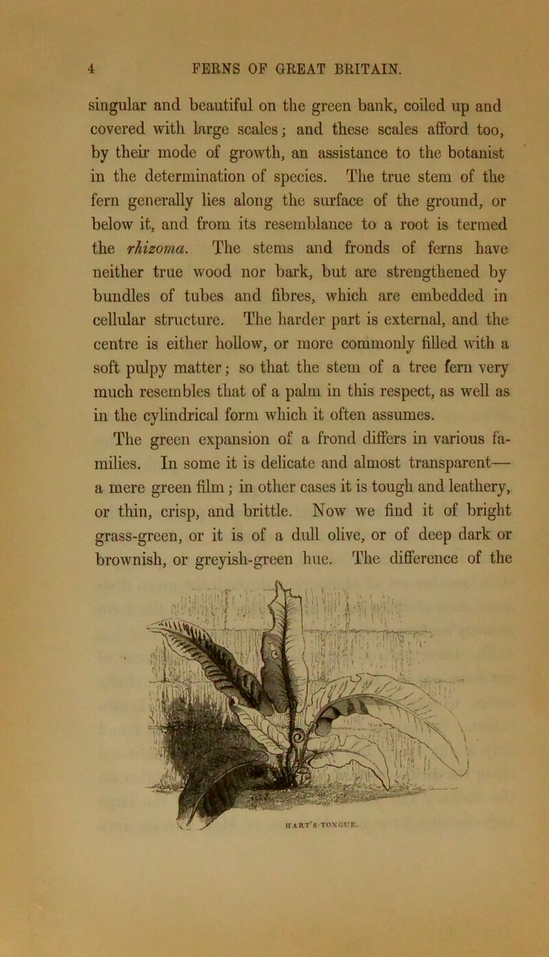 singular and beautiful on the green bank, coiled up and covered with large scales; and these scales afford too, by their mode of growth, an assistance to the botanist in the determination of species. The true stem of the fern generally lies along the surfaee of the ground, or below it, and from its resemblance to a root is termed the rhizoma. The stems and fronds of ferns have neither true wood nor bark, but are strengthened by bundles of tubes and fibres, which are embedded in celliUar structure. The harder part is external, and the centre is either hollow, or more commonly filled with a soft pulpy matter; so that the stem of a tree fern very much resembles that of a palm in this respect, as well as in the cylindrical form which it often assumes. The green expansion of a frond differs in various fa- milies. In some it is delicate and almost transparent— a mere green film; in other cases it is tough and leathery, or thin, crisp, and brittle. Now we find it of bright grass-green, or it is of a dull olive, or of deep dark or brownish, or greyish-green hue. The difference of the It.- ^ ^mi hart’s TONGl’E.