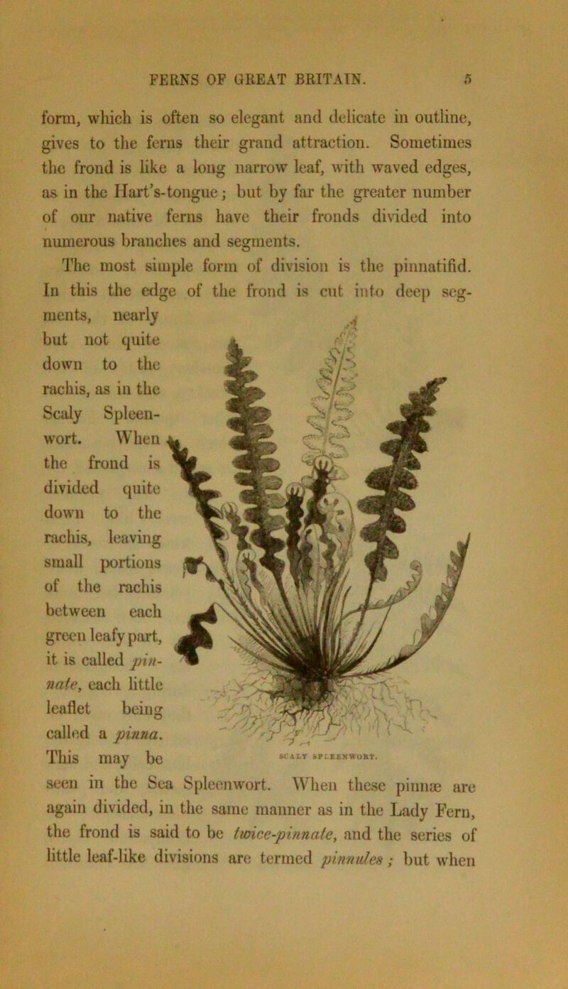 form, which is often so elegant and delicate in outline, gives to the ferns their grand attraction. Sometimes the frond is like a long narrow leaf, with waved edges, as in the Hart’s-tongue; but by far the greater number of our native ferns have their fronds di\ided into nmnerous branches and segments. The most simple form of division is the pinnatifid. In this the edge of the frond is cut into deej) seg- ments, nearly but not quite down to the rachis, as in the Scaly Spleen- wort. When the frond is divided quite down to the rachis, leaving small portions of the rachis between each green leafy part, it is called jji/i- nafe, each little leaflet being called a pinna. This may be seen in the Sea Spleenw'ort. When these pinnm are again divided, in the same manner as in the Lady Fern, the frond is said to be tmce-pinnale, and the series of little leaf-like divisions are termed pinnuha; but when