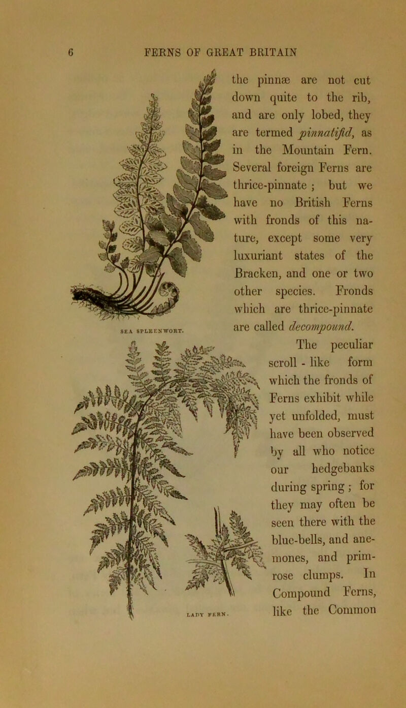 SEA 8PLBENWORT. the pinnae are not cut down quite to the rib, and are only lobed, they are termed pinnatifid, as in the Mountain Fern. Several foreign Ferns are thrice-pinnate ; but we have no British Ferns with fronds of this na- ture, except some very luxuriant states of the Bracken, and one or two other species. Fronds which are thrice-pinnate are called decompound. The peculiar scroll - like form which the fronds of Ferns exhibit while yet unfolded, must have been observed by all who notice our hedgebanks during spring; for they may often be seen there with the blue-bells, and ane- mones, and prim- rose clumps. In Compound Ferns, like the Common