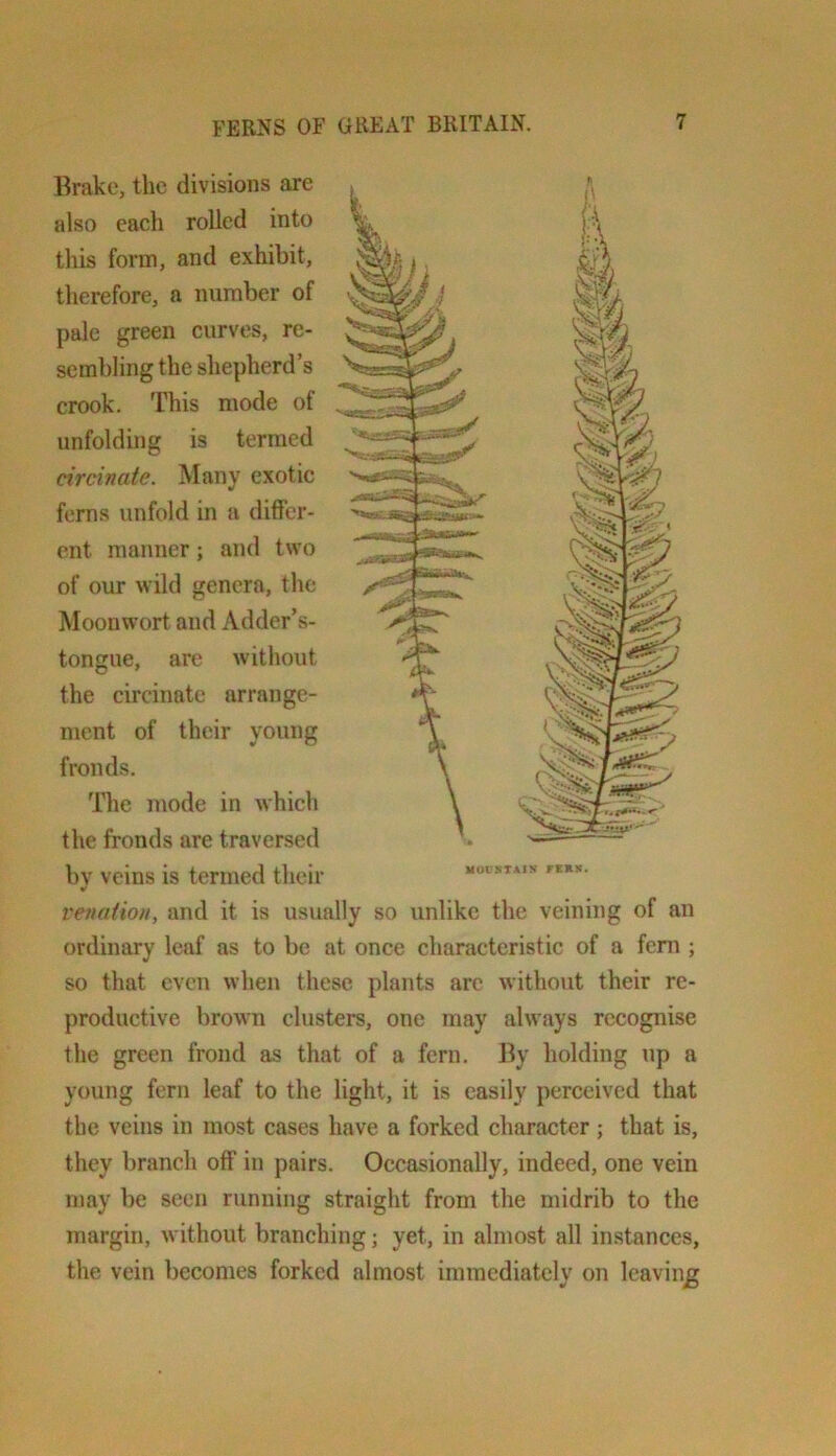 Brake, the divisions are also each rolled into this form, and exhibit, therefore, a number of pale green curves, re- sembling the shepherd’s crook. This mode of unfolding is termed circinate. Many exotic ferns unfold in a differ- ent manner; and two of our wild genera, the Moonwort and Adder’s- tongue, are without the circinate arrange- ment of their young fronds. The mode in which the fronds are traversed bv veins is termed their V venaiion, and it is usually so unlike the veining of an ordinary leaf as to be at once characteristic of a feni ; so that even when these plants are without their re- productive brown clusters, one may always recognise the green frond as that of a fern. By holding up a young fern leaf to the light, it is easily perceived that the veins in most cases have a forked character; that is, they branch off in pairs. Occasionally, indeed, one vein may be seen running straight from the midrib to the margin, without branching; yet, in almost all instances, the vein becomes forked almost immediately on leaving UOCNTAIN' rSKK.