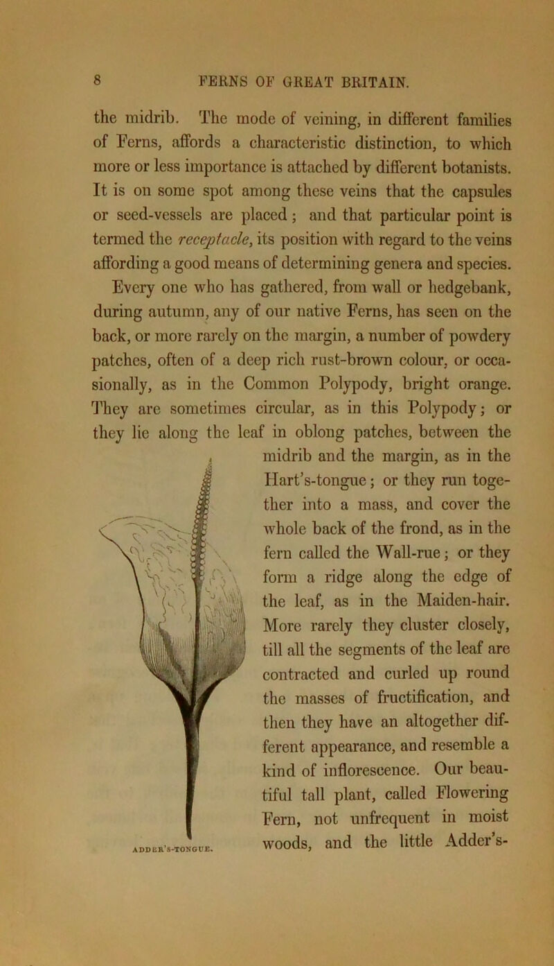 the midrib. The mode of veining, in different families of Ferns, affords a characteristic distinction, to which more or less importance is attached by different botanists. It is on some spot among these veins that the capsules or seed-vessels are placed ; and that particular point is termed the receptacle, its position with regard to the veins affording a good means of determining genera and species. Every one who has gathered, from wall or hedgebank, during autumn, any of our native Ferns, has seen on the back, or more rai’cly on the margin, a number of powdery patches, often of a deep rich rust-brown colour, or occa- sionally, as in the Common Polypody, bright orange. ^J’hey arc sometimes circular, as in this Polypody; or they lie along the leaf in oblong patches, between the midrib and the margin, as in the Hart’s-tongue; or they run toge- ther into a mass, and cover the whole back of the frond, as in the fern called the Wall-rue; or fonn a ridge along the edge of the leaf, as in the Maiden-hair. More rarely they cluster closely, till all the segments of the leaf are contracted and curled up round the masses of fructification, and then they have an altogether dif- ferent appearance, and resemble a kind of inflorescence. Our beau- tiful tall plant, called Flowering Fern, not unfrequent in moist woods, and the little Adder s-