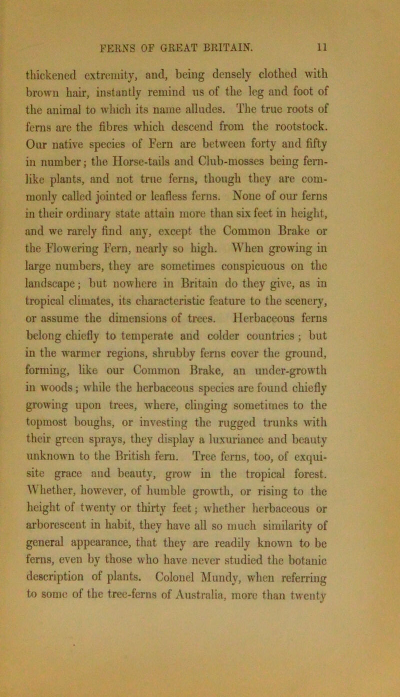 tliickened extremity, and, being densely clothed with brown hair, instantly remind ns of the leg and foot of the animal to which its name alludes. The true roots of ferns are the fibres which descend from the rootstock. Our native species of Fern are between forty and fifty in number; the Horse-tails and Club-mosses being feni- like plants, and not true ferns, though they are com- monly called jointed or leafless ferns. None of our ferns in their ordinary state attain more than six feet in lieight, and we rarely find any, except the Common Brake or the Flowering Fern, nearly so high. When growing in large numbers, they are sometimes conspicuous on the landscape; but nowhere in Britain do they give, as in tropical climates, its characteristic feature to the scenery, or assume the dimensions of trees. Herbaceous ferns belong chiefly to temperate and colder countries; but in the warmer regions, shrubby fenis cover the ground, forming, like our Common Brake, an under-growth in woods; while the herbaceous species are found chiefly growing upon trees, where, clinging sometimes to the topmost boughs, or investing the rugged trunks with their green sprays, they display a luxuriance and beauty unknown to the British fern. Tree ferns, too, of exqui- site grace and beauty, grow in the tropical forest. hether, however, of humble growth, or rising to the height of twenty or thirty feet; whether herbaceous or arborescent in habit, they have all so much similarity of general appearance, that they are readily known to be ferns, even by those who have never studied the botanic description of plants. Colonel Mundy, when referring to sonu; of the tree-ferns of Australia, more than twenty