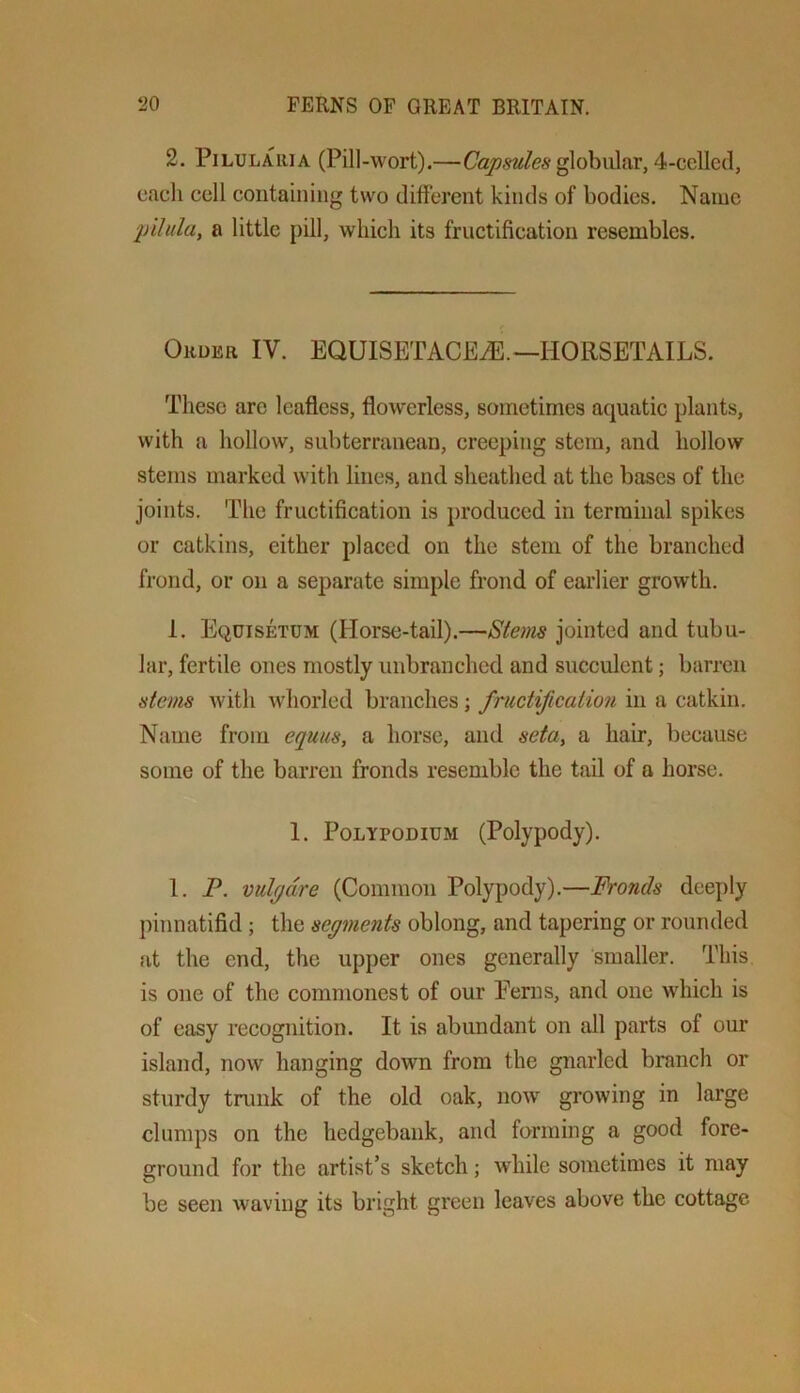2. PiLULAiUA (Pill-wort).—globular, 4-cellccl, eacli cell containing two different kinds of bodies. Name pUula, a little pill, which its fructification resembles. Order IV. EQUISETACEiE.—HORSETAILS. These arc leafless, flowerless, sometimes aquatic plants, with a hollow, subterranean, creeping stem, and hollow steins marked with lines, and sheathed at the bases of the joints. The fructification is produced in terminal spikes or catkins, either placed on the stem of the branched frond, or on a separate simple frond of earlier growth. I. Equisetum (Horse-tail).—Stems jointed and tubu- lar, fertile ones mostly unbranched and succulent; barren stems with Avhorled branches j fructification in a catkin. Name from equus, a horse, and seta, a hair, because some of the barren fronds resemble the tail of a horse. I. Polypodium (Polypody). 1. P. vulgare (Common Polypody).—Fronds deeply pinnatifid ; the segments oblong, and tapering or rounded at the end, the upper ones generally smaller. This is one of the commonest of our Perns, and one which is of easy recognition. It is abundant on all parts of our island, now hanging down from the gnarled branch or sturdy trunk of the old oak, now growing in large clumps on the hedgebank, and forming a good fore- ground for the artist’s sketch; while sometimes it may be seen waving its bright green leaves above the cottage