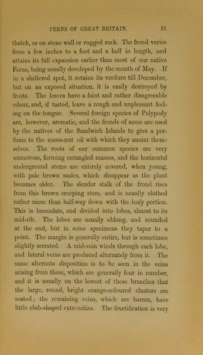 thatch, or on stone wall or rugged rock. The frond varies from a few inches to a foot and a half in length, and attains its full exj)ansion earlier than most of oiir native Ferns, being usually developed by the month of May. If in a sheltered spot, it retains its verdure till December, but on an exposed situation, it is easily destroyed by frosts. The leaves have a faint and rather disagreeable odour, and, if tasted, leave a rough and unpleasant feel- ing on the tongue. Several foreign species of Polypody arc, however, aromatic, and the fronds of some are used by the natives of the Sandwich Islands to give a per- fume to the cocoa-nut oil with which they anoint them- selves. The roots of our common species are very numerous, formiug entangled masses, and the horizontid underground stems are entirely covered, when young, with pale brown scales, which disap[>car as the plant becomes older. The slender stalk of the frond rises from this brown creeping stem, and is usually clothed rather more than half-way down with the leafy portion. This is lanceolate, and divided into lobes, jilmost to its mid-rib. The lobes are usually oblong, and rounded at the end, but in some specimens they taper to a j)oint. The margin is generally entire, but is sometimes slightly serrated. A mid-vein winds through each lobe, and lateral veins are produced alternately from it. The same alternate disposition is to be seen in the veins ai’ising from these, which arc generally four in number, and it is usually on the lowest of these branches that the large, round, bright orange-coloured clusters are seated; the remaining veins, which are barren, have little club-shaped extremities. 'I'he fruetitieation is very