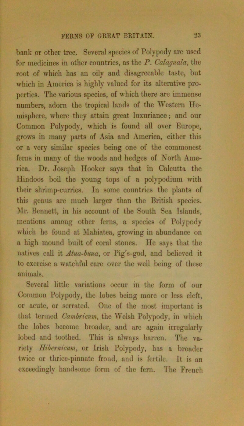 bank or other tree. Several species of Polypody are used for medicines in other countries, as the P. Calaguala, the root of which has an oily and disagreeable taste, but which in America is highly valued for its alterative pro- perties. The various sj>ccies, of which there are immense numbers, adorn the tropical lands of the Western He- misphere, where they attain great luxuriance; and our Common Polypody, which is found all over Europe, grows in many parts of Asia and America, either this or a very similar species being one of the commonest ferns in many of the woods and hedges of North Ame- rica. Dr. Joseph Hooker says that in Calcutta the Hindoos boil the young tops of a poh'podium with their shrimp-curries. In some countries the plants of this genus are much larger than the British species. Mr. Bennett, in his account of the South Sea Islands, mentions among other ferns, a sj)ccie8 of Polypody which he found at Mahiatea, growing in abundance on a high mound built of coral stones. He says that the natives call it Atua-huua, or Pig’s-god, and believed it to exercise a watchfid care over the well being of these animals. Several little variations occur in the form of our Common Polypody, the lobes being more or le.ss cleft, or acute, or serrated. One of the most important is that termed Cambricum, the Welsh Polypody, in which the lobes become broader, and are again irregularly lobed and toothed. This is always barren. The va- riety llibernicum, or Irish Polypody, has a broader twice or thrice-pinnate frond, and is fertile. It is an exceedingly handsome form of the fern. The French
