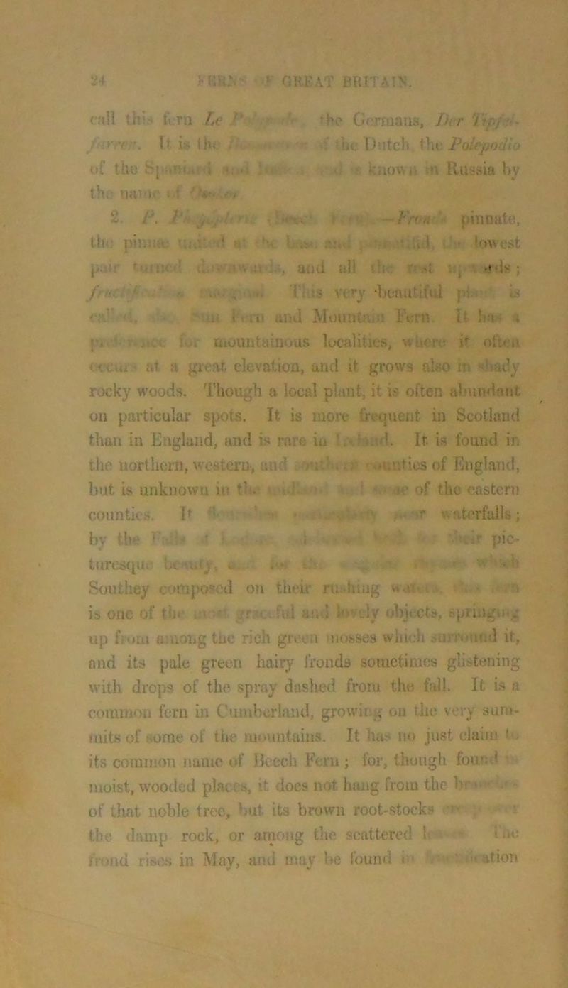 1^4 >r,U.N' GREAT BRITAIN. (“«li fi rn he P .»■ ?he (Icrnmns, Dvr Tipj-'i- j-.y.'€P. It ii» Iht /•’(, ■ flic Dittcli \\w Dolf^podio of thu Sj ftnf;. -1 .i \ r. <> f. kuowa .!\ Russia by th.; I * yv 2. P. .'im- f fu -~Fnm '- pinnate, th( Unilerl a* ‘V biS’>. . -i nUil, v • lowest |>;wr turiKil .’■a'v.u i,;, and all lii-' rost -'ds; frHCi-/ '< ' Tijs very -benutifui pi. b ‘ ■ iii i t ru and Mountjun Fern. It ha- \ p*.a. - }.,t aiountainous localities, wiiorL! often <f.eui' at a great elevation, and it grows also m shady rocky woods. Though a local plant, it i.-f often abundant on particular spots. It is more frequent in Scotland than in England, and b rare in l.< ‘kul. It is found in the uortlicni, western, and -Jmt'.., .a.ritics of England, but is unknown in th. • te of the eastern counties. F • >■■ *r waterfalls; by the 1 • ! . ; , • V'li jr pic- turesqur bcniify, > * w*e<|» Southey composed on thek rujihiiig -o is one of the , 5 .<! :/f;w; ful at, ! lovely objects, spriiigiH;.: up ffoia among the rich green uosses which aurr«mnd it, and its pale green hairy fronds sometimes glistening with drops of the spray dashed from the fall. It i.s a common fern in Cumberland, growing on the very sum- mits of some of the mountains. It has no just claim its common name of Ikech Fern; for, though founil ■ moist, wmoded places, it docs not hang from the br' •• • - of that noble tree, but its brown root-stocks . y i the damp rock, or among the scattered 1; ■* Inc frond risc.s in May, and may be found < • ' ' -fiation
