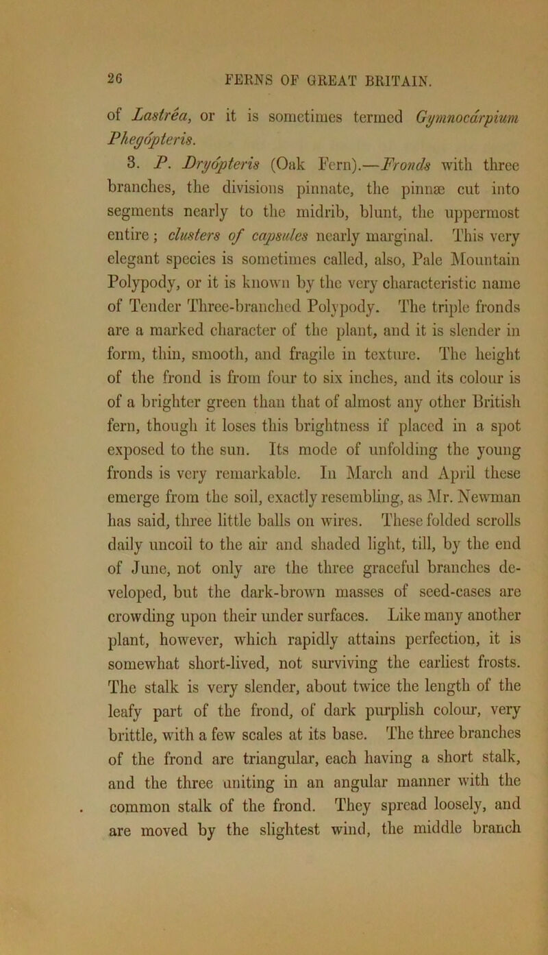of Lastrea, or it is sometimes termed Gymnocdrpium Phegopteris. 3. P. Prgopteris (Oak Fern).—Fronds with three branches, the divisions pinnate, the pinnae cut into segments nearly to the midrib, blunt, the uppermost entire ; clusters of capsules nearly marginal. This very elegant species is sometimes called, also. Pale IMountain Polypody, or it is known by the very characteristic name of Tender Three-branched Polypody. The triple fronds are a marked character of the plant, and it is slender in form, thin, smooth, and fragile in texture. The height of the frond is from four to six inches, and its colour is of a brighter green than that of almost any other British fern, though it loses this brightness if placed in a spot exposed to the sun. Its mode of unfolding the young fronds is very remarkable. In March and April these emerge from the soil, exactly resembling, as Mr. Newman has said, three little balls on wires. These folded scrolls daily uncoil to the air and shaded light, till, by the end of June, not only are the three graceful branches de- veloped, but the dark-brown masses of seed-cases are crowding upon their under surfaces. Like many another plant, however, which rapidly attains perfection, it is somewhat short-lived, not surviving the earliest frosts. The stalk is very slender, about twice the length of the leafy part of the frond, of dark purplish colour, very brittle, with a few scales at its base. The three branches of the frond are triangular, each having a short stalk, and the three uniting in an angular manner with the common stalk of the frond. They spread loosely, and are moved by the slightest wind, the middle branch
