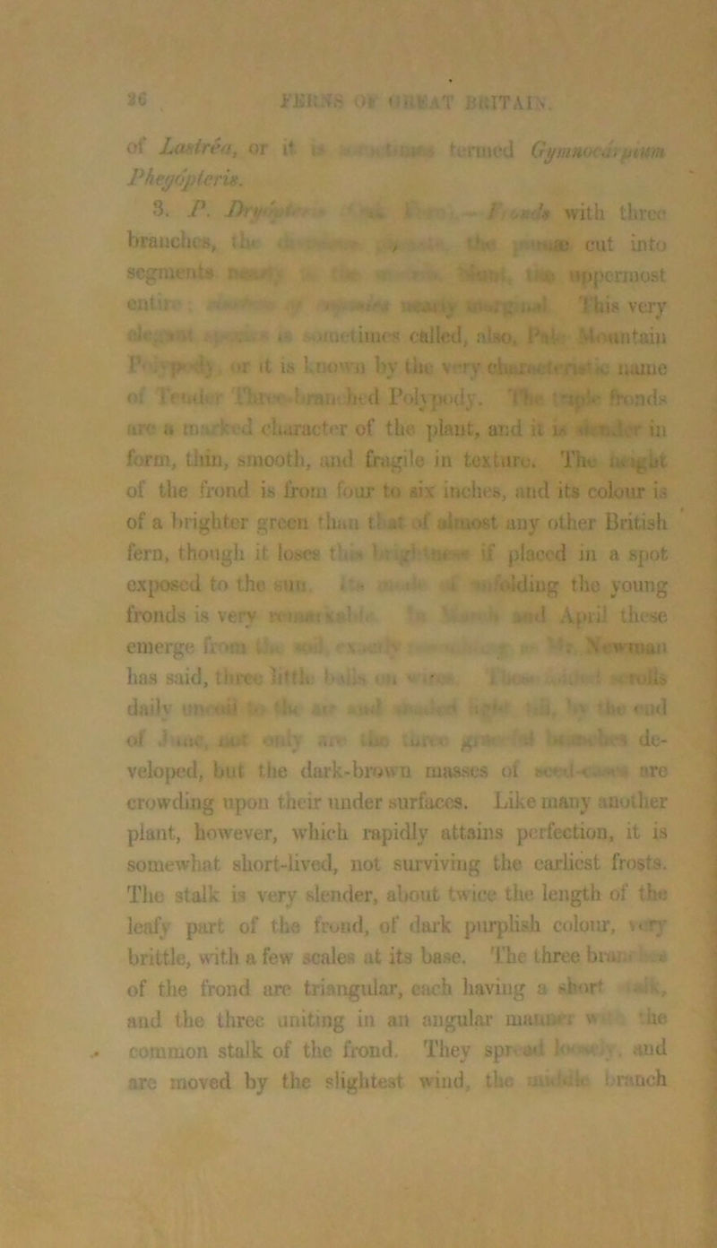 26 i'.Br..’srR 01 (jh^at Britain. ot Lasirea, or it w termed G^mnoeJi plum Pheyopieru. 8. P. I ~ f:UPik with three branches, th* *>> . . ttjv '.iae cut into segment# riM; ; * -i t'JM uppennost cutii' ueinj^ uic,;^ This vexy clegai^t .luetiuios called, also, F«hr Mmuitaiu IViivj>.-;]\ or it IS known by tin; very olutractenirtic name of IVmter 'fhi<^‘«bj7»ii! htd Polypody, 'fbe fronds uw (I character of the plant, and it is >^gihjIvT in form, thill, smooth, and fragile in texturu. The nt^ht of the frond is from four to six inclies, and its colour is of a brighter green than th#i<»f almost any other British fern, though it loses thin bi ighttM'M* if placed in a spot exposed to the suu. »*« ' r .* -»!if«dding the young fronds is very rx'iRasitebft- >o»l April tlw.*se emerge from t'». ■whI - ‘ ^r X^wman lias said, thi'ce little b,iil> tin v i'ac/w- un * . ruU* daily unoail tK* ar iud 'i i,?k‘ yj. Uir ntd of iaA ofdy aiv- ihe IuOt. gim Al iMwimbt'S de- velo|>ed, but the dark-brown masses of »eed<a.-»‘3. ore crowding upon their under surfaces. Like many another plant, how'ever, w'hich rapidly attains perfection, it is somewhat short-lived, not surviving the earliest frosts. The stalk is very slender, about twice the length of the leafy part of the frond, of dai*k purplish colour, s^ry brittle, with a few scales at its base. The three bnu;. .« of the frond are triangular, each having a short i#lk, and the three uniting in an angular manner w ' '.he common stalk of the frond. They spn atl ; ,, and arc moved by the slightest wind, the uinkBe (.-ranch