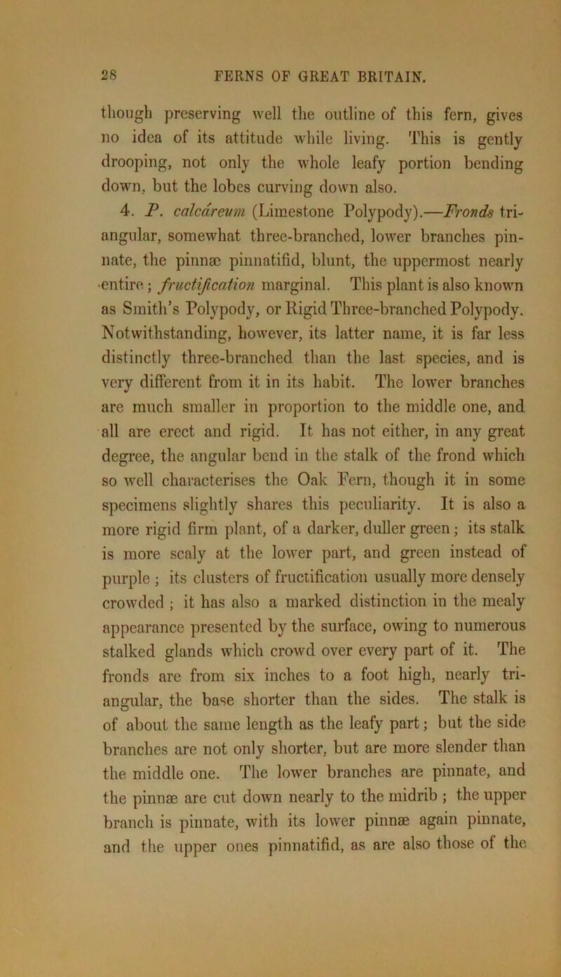though preserving well the outline of this fern, gives no idea of its attitude while living. This is gently drooping, not only the whole leafy portion bending down, but the lobes curving down also. 4. P. calcdremn (Limestone Polypody).—Fronds tri- angular, somewhat three-branched, lower branches pin- nate, the pinnm piiinatifid, blunt, the uppermost nearly •entire; fructification marginal. This plant is also known as Smith’s Polypody, or Rigid Three-branched Polypody. Notwithstanding, however, its latter name, it is far less distinctly three-branched than the last species, and is very different from it in its habit. The lower branches are much smaller in proportion to the middle one, and all are erect and rigid. It has not either, in any great degree, the angular bend in the stalk of the frond which so well characterises the Oak Pern, though it in some specimens slightly shares this peculiarity. It is also a more rigid firm plant, of a darker, duller green; its stalk is more scaly at the lower part, and green instead of purple ; its clusters of fructification usually more densely crowded ; it has also a marked distinction in the mealy appearance presented by the surface, owing to numerous stalked glands which crowd over every part of it. The fronds are from six inches to a foot high, nearly tri- angular, the base shorter than the sides. The stalk is of about the same length as the leafy part; but the side branches are not only shorter, but are more slender than the middle one. The lower branches are pinnate, and the pinnae are cut down nearly to the midrib ; the upper branch is pinnate, with its lower pinnae again pinnate, and the upper ones pinnatifid, as are also those of the