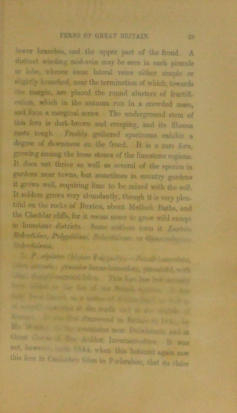 braorH«'i>, ?.«d the upper part of th»' frond. A dijitsift wiodiRg mid-vein may be seen ia each pinnule or 1 -he, ^he»«3c i<!sue lateral veins either gimpk- or rV jil'.tly -if!r*!n-d, near the termination of which, towards ‘ margiu, are placed the round clui^ters of fruenfi- a. arl ich in the autumn run in a crowded maas, -%»Ki form n marginal scries. The underground stc^m of tim feni is djirk-brovm and creeping, and its fibrou* roots tough. Frc$y» gathered specimaus exhihif a degree of downiness or the frond. It is a ran f. rn, growing among the stoniM? of tlie limestone w gi.tns. It d«5i^8 not thrive so well as several of the Hpe-eiea in gardens near towns, but sometimes in country garderit it grows well, requiring lime to be mixed with the soil. It seldom grows veiy abund*ntly, though it is very plen- tiful on the rocks of Buxton, alKuit Mniiorl Baths, and the Ched<lar cliffs, for it seems »ev. r t, ur.wild exc4 jc in lime*.tone district.^ :< nn *t . rittijnrm, 'A’.,-,,., j ,, / . • . j, . U.v«» ,»■ t i, ... : ■ , . ''4>K’r. Inv'-. r*,v ]? was ♦ '' iieu this bfvi vum again saw < in F niarainre, that ft.s claim j i not, howr»