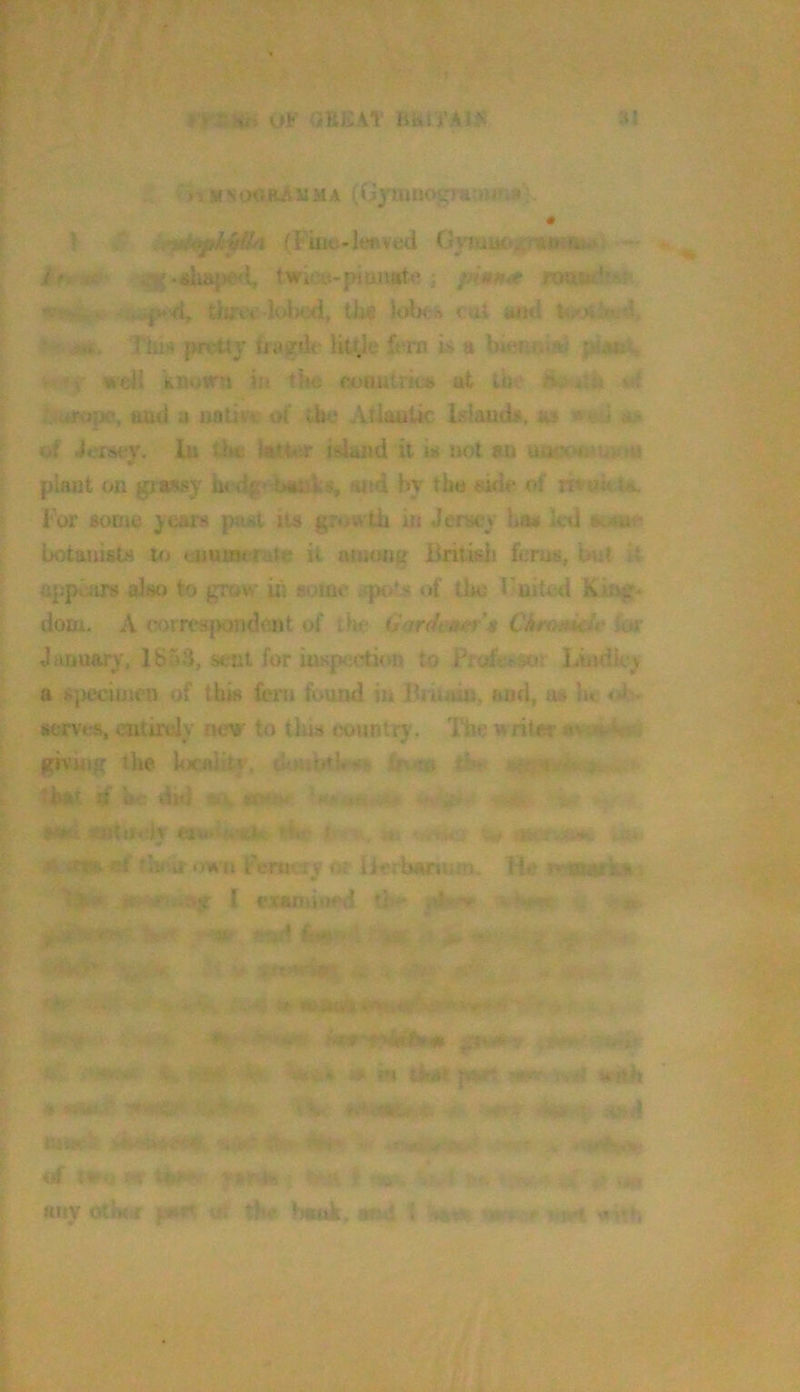H! JT-Ssife OK GB£\T B&II’AIS V Y M s oobA m m a {O31.0 nop^-iw i 3 ^ (Fiue-lt^i^ved 0>Taitf>4v«fi«is^ ^-4k*^i tWi.:;Y^-piuiv«t.i? ; ttwasid?*?' *s^,s: tiiiroi’ lolK'd, the cat 4ttwJ l<Mh3!;!lv '■■‘■m. l isH prottj* tfiijTfh little fern is a Uienr«i%; ; - V well BP-urn h>. t!*e noautricb ut the a4 . urojK?, and 0 nativt i)t’ the Atlaatic Lslautk. m *ed m fji der«ier. lii the kthiS* i^jd it w not an aitcoiowm «• plant on gjassy ht dg> hanks, >0:4 by tba aide of nv©h;ti. For some years past lU grow th in Jersey has icd some botanists t<j tuusierate it among Britkii ferns, Imt it appuiTs also to gi'aw iii some }k/s of tks Fnited Min^ dom. A correspondtmt of ihf (j' /r</ea^^r'ji Ckroniti*' for January, 1B5S, sent for insp<?«dion to Profei>s«.»r liiniky a specimen of thi« feni fi>und in Ihuaic, and, iis )u «J> servt's, entirely new to tins <;ouniry. The writer avi»^is«; giviiig the hjcalitf. ck«iUh^!v Cr.<SB .. 'b*r d” he di«i sij, ‘'■e-. ioidtrcly eiudthe t'iu it i>Ho I'crm-fv OP lierbanum. He* pp^Wfit# I examitied /n- my etlifcf «■« tlw hawk, «s4 I mui Krilh ' / V.;' ... ■ ;♦ in thAf j■■.;■-■ ■■ 4i»!fe*tetr.a. turn j «Ss» t ■‘Yl*' - > ‘■■' v’fSrV%