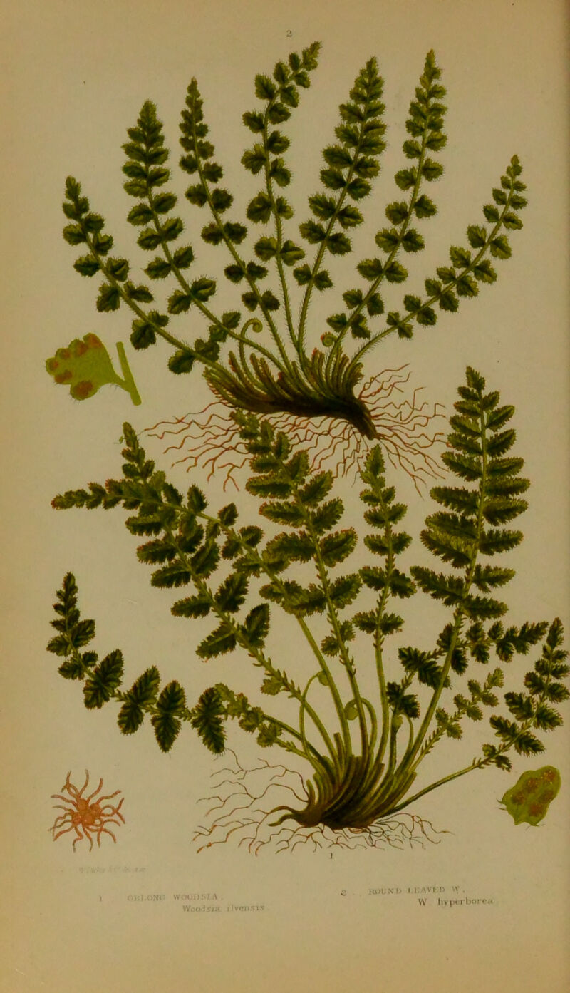 VVOOj)>J.\ . WiM)dsJ.'» ilvr7n,-i: m>uN i> I I- 'V • W livpi rlmj o.4