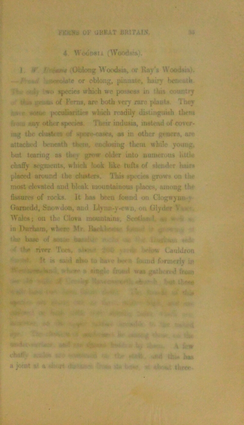 OF OBEAT BRITAf^^ 4 WooDsu (Woodji!*}. 1, (Oblong W(K>dsia, or }lay'8 VVood«ia), «»m>tate or oblong, pinnate, hairy bejj^atJf. f t. mo species which we posseo}:* in this oouniry r hhi* g*riAUi> df Fenis, are both very rare j>iants. I hey * nietffcK' jKOulttMritie* which readily dkiingrikh them hms aay other spetyes. Their iodusia, instead of cover- ing the clustcw 4(f s»fifw«-cases, as in other genera, are attached bimcath them, enehmng them while yoimg, but tearing as iliej gr(>w okkr into numerous chafiy segmentR, whick look like tufts erf slender haiw placed around the cltsiters. This species grows on the most elevated and b!t;ak mountainous places, among the fissures of rocks. It baa been found on Ciogwjnn y Ciamedd, Snowdon, and Llynn-y-ewn, on Glydar Wales} on the Clova mountaiiui, Sc<rfh*ffch m » in Ihirliam, wheri? Mr. ilai’kluum* Iwwswy. ' the base of souw t». .^ .# -<^ <-n}iL *■ *M0 river Te«, ,iv . {wrfww Cauldron 4 it iis stud also to have br« a f^jund forinerlv ii> ^ »<• gathered twii? -• ^ “'i’. ■ . h ilva«a aM; -■ J)i0 '=■ ■ if- nii»Vv'» , .> &a“; . • iV A , /‘ -i. - .’V- ■•.>•*;; <' ,hmu. \ iv-W chady aojeo jbtta