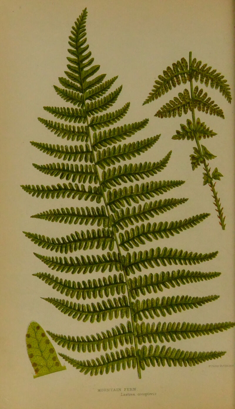 UOtIN IAIN KKr<N or»-fTpt(*rj ; 4