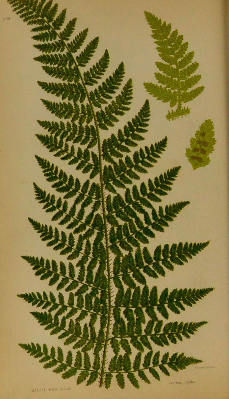 zr-z lUGlO l.ASTRKA l.ajlIrcA rifido-