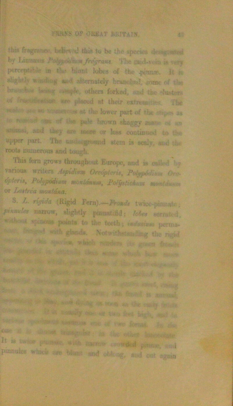 yiuuij; OF oiifiAT brjtais. th» fragmnc* , this to be the species ;t| by ?An^}a;i» ftdi^ram. ‘Hie jsii{i*V‘ hi '■vr% ,;; |XTcrpt»b<«: sji biunt Jobes of tbe It tv sUgii?Jv mid alternately hnoKke^, mim f»f ilm hrdm b W^at otJiei-3 forked, tbe '‘lasstefs >X Kf»^ pkoed »t their extrrmii^ The suj 'yimmr%its nl tlie k>wcr |vart »>f the a* '■■ fe*»sf5d ^ Usift brown shaggy matn ch «n N»u«n«i, ttttd thj?y mm er less coiiunried to t$m ujvper part, llic stem is soely, ocid tiM roots munerous and tough. This fern grows thmughouf Europe, and i» cnih=d bv various writers .‘ispu/ivm Orei^tcris, (he- (^j/ens, Poli^podium moni^um, JPoI^Hkhum or Letstrea montdna. 3. L. rigida (Rigid Fern).—twicc pifutale; %jpinnuhs tianw, shgi.tjy pinnatoid; lof>eti mnnud. p^XM to the teeth; pertna^ *-Hh Notwithstutedhig the rigid M, wiweb a? S ^;- -V 'hi.- fe V * ?fi ltOT*|*|4 >-*< ■iri'-n H* V.^r > ■ .. ^ v> M u it ^ ^ru^«^vh^^ ■ .5^ teiio^diaiir It IS mm mm» a-ffililiii pmnuk. whMl «!. «d
