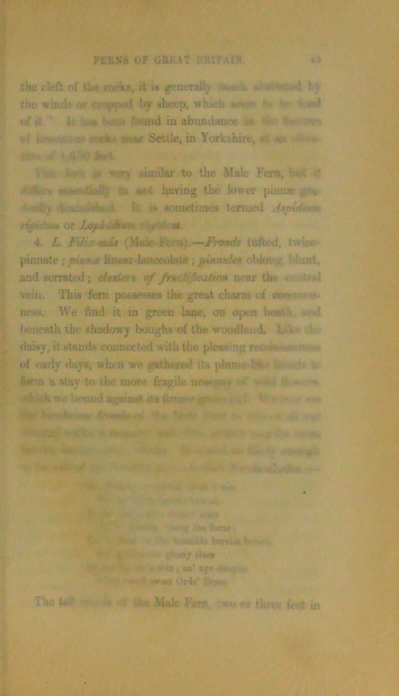 FKRN8 OF OMAT I the cleft it ia generaily rsM:k Ky f; the wiisd# <>t c«4*p*id[ by shetjp, which o*l of it ' iif Ue!» fcnnd in abundance m < V «,■< itnfx. i v^K' umt Settle, in Yorkshire, a* m ‘ -.f » fctT'ii. 1 , r-, n'f> idmilar to the Male Fern, 1j41 d ja* Hot having the lower pimiffi gra- t* is soioetimes termed Aspidttm. ri^dum or I^kudiim m, 4 . L, FUiv-mk (Mair rV ea;.—Fronds tufted* twiee* pinnate \piutfm Rnear-lajioeoWte; jdnntdes ohloVis Idunt, y and serrated; dialer* 0/ fmei^^ution near the r> trM vein. This fern possesses the great charm of ootvt',* ness. We find it in green lane, on open IwoOi >«vd > licncath the shadowy Imighs of the woodlandv L '>» ^ daisy, it stands connected with the pleasing / .' •  of early days, when we gathervtl its plums? *4^ ^ ^ fl»m a stay to the more fragile nos^ ^iHy s-msw s' ’• , we l-MHVttd against its tlnv}.* ■' .. .. T *• '■ V K]‘4* , *• ': f-: .'!'='V: -■ ■ - ' .. i ‘ ■ bijfri-st!.'! *vx  '• • ■■ gs.^yslaaif ♦■•f-lv; an’ ay* m-.-.r ■,■ ' *#s«t Ord#' The Ul’ ' , 't^ Mate < < luxc feet in