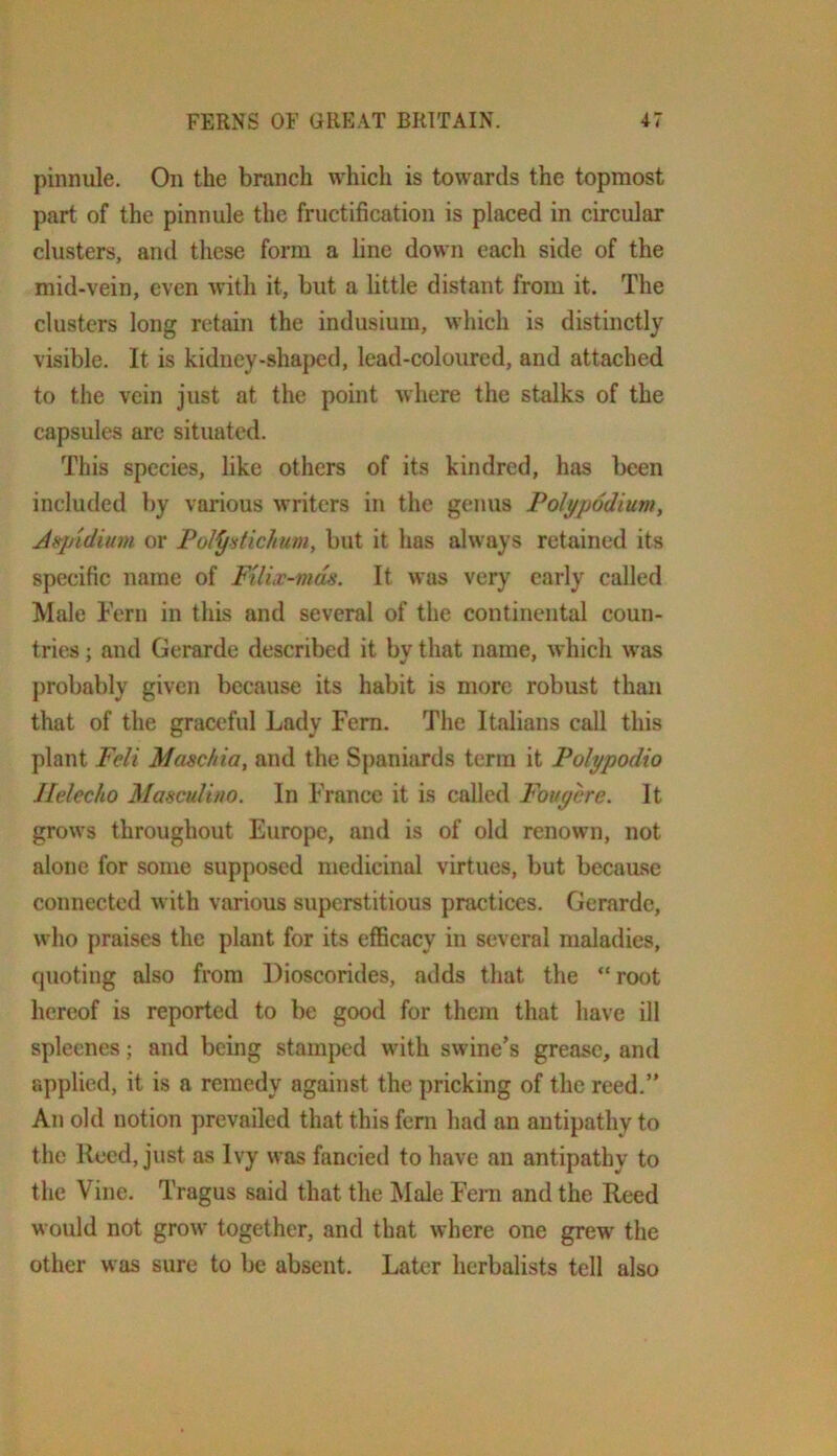 pinnule. On the branch which is towards the topmost part of the pinnule the fructification is placed in circular clusters, and these form a line down each side of the mid-vein, even with it, but a little distant from it. The clusters long retain the indusium, which is distinctly visible. It is kidney-shaped, lead-coloured, and attached to the vein just at the point where the stalks of the capsules are situated. This species, like others of its kindred, has been included by various writers in the genus Polypodium, A»pidiuin or Poiydichum, but it has always retained its specific name of Filix-mds. It was very early called Male Fern in this and several of the continental coun- tries ; and Gerarde described it by that name, which was probably given because its habit is more robust than that of the graceful Lady Fern. The Italians call this plant Feli Maschia, and the Spaniards term it Polypodio Jlelec/io Masculino. In France it is called Fouyere. It grows throughout Europe, and is of old renown, not alone for some supposed medicinal virtues, but because connected with various superstitious practices. Gerarde, who praises the plant for its efficacy in several maladies, quoting also from Dioscorides, adds that the “root hereof is reported to be good for them that have ill spleenes; and being stamped with swine’s grease, and applied, it is a remedy against the pricking of the reed.” An old notion prevailed that this fern had an antipathy to the Reed, just as Ivy was fancied to have an antipathy to the Vine. Tragus said that the Male Fern and the Reed would not grow together, and that where one grew the other was sure to be absent. Later herbalists tell also