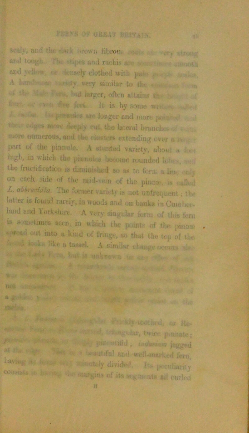 v\ FJ.B|V,S i.'F (iUEAT ■i •* i» %mfy, ai:d th- ' fibroiu i>>,- afjil toujrli r^i ‘iti|}es auti racliis ai . . ami yt*U<tw w :j***iy dollied with , A very similar to (b* ^ , ui lW- ^.(tf larger, often artainj^ ife ’ * * '*■ It is by aorue unv.^ ■ . <*u 4^ an* longer and inojt' > fru . n. the lateral bruncbi..- utofi' iiun)erou>, and *ht: ! extending over & i.' part ol ilu‘ pinnule. A variety, alxnd h high, in which the pnneitt-j btjoome rounded l» • the fructification is dumuiMhed •<» as to form a n t t,,v on each .side of the mid-wnn of the pinna*, f ulh'.; L, alf^reviafu. The former vsrii ty is not unfr^iuefit; the latter is fomwl rarely, in woods and on banks in CuioIkt- land and Vorkshire. A very singular tonu of this ftrn is sometimes sam, in which tlm of the piimn -a'^ ad out into a kind of fringe, so that the top of the - A . ]iki‘ a tassel. A sinuiar change rieeu® **.W ■■ Ui K‘--- ,4 •S'- •> Uui . i- a g. < - ^ , * . > - •• •O.Ki’.j.'iti, ujr liv' -'’CMiaj, twic^ placate; - -■ ftl ' « ' ‘ i-,-;. haviu^ t ; coudst*. sn j^y |Hio'':fid , jagged bemiiiful and weU..icarkeii lern, - ;tdy divide!*. 1 •nduility UiiOgiiis of its 0. nts ail curled 1!