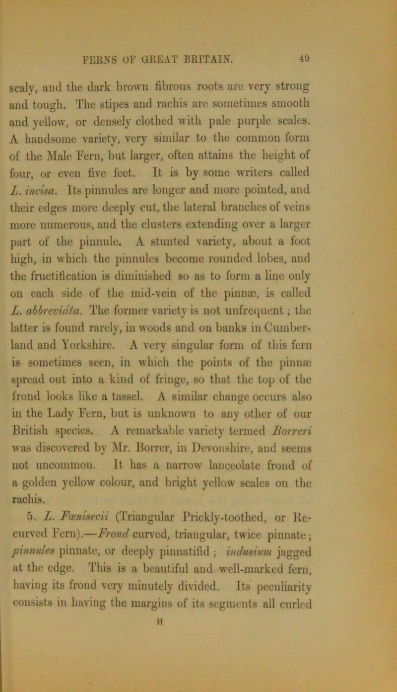 scaly, and the dark brown fibrous roots are very strong and tough. The stipes and rachis are sometimes smooth and yellow, or densely clothed with pale ])uri)le scales. A handsome variety, verv similar to the common form of the Male Fern, but larger, often attains the height of four, or even five feet. It is by some writers called Z. inc'isa. Its pinnules are longer and more pointed, and their edges more deeply cut, the lateral branches of veins more numerous, and the clusters extending over a larger part of the pinnule. A stunted variety, about a foot high, in which the })innulcs become rounded lobes, and the fructification is diminished so as to form a line onlv on each side of the mid-vein of the piunm, is called Z. abbrevidta. The former variety is not unfrecjuent; the latter is found rarely, in woods and on banks in Cumber- land and Yorkshire. A very singular form of this fern is sometimes seen, in which the points of the pinnae spread out into a kind of fringe, so that the toj) of the frond looks like a tassel. A similar change occurs also in the Lady Fern, but is unknown to any other of our British species. A remarkable variety termed Borreri was discovered bv Mr. Borrer, in Devonshire, and seems not uncommon. It has a narrow lanceolate frond of a golden yellow colour, and bright yellow scales on the rachis. 5. Z. Faenisecii (Triangular Prickly-toothed, or Re- curved Fern).—Frond cnnxd, triangular, twice pinnate; pinnules })innate, or deeply pinnatifid ; indusiuni jagged at the edge. This is a beautiful and well-marked fern, having its frond very minutely divided. Its peculiarity consists in having the margins of its segments all curled H